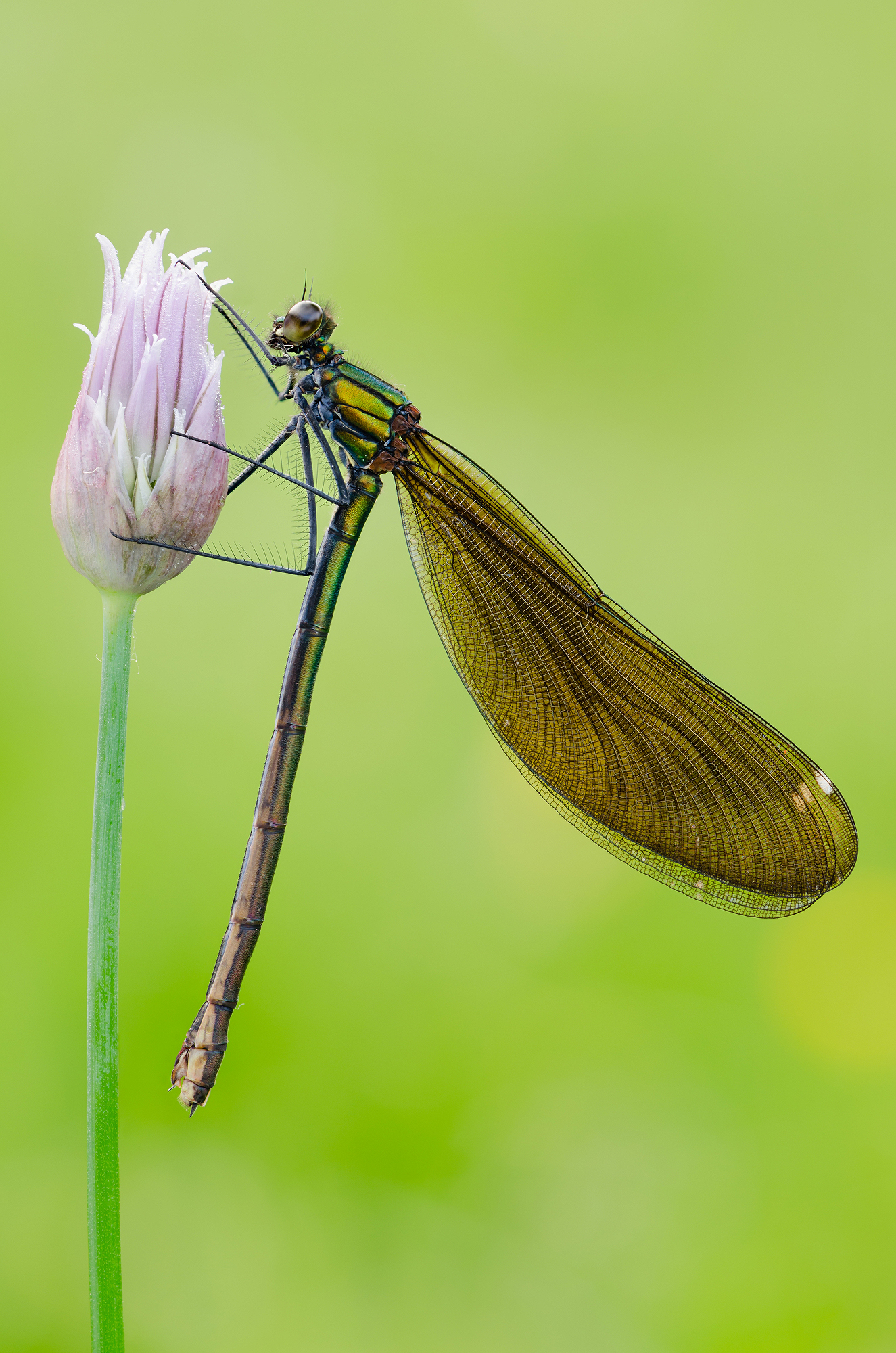 Calopteryx