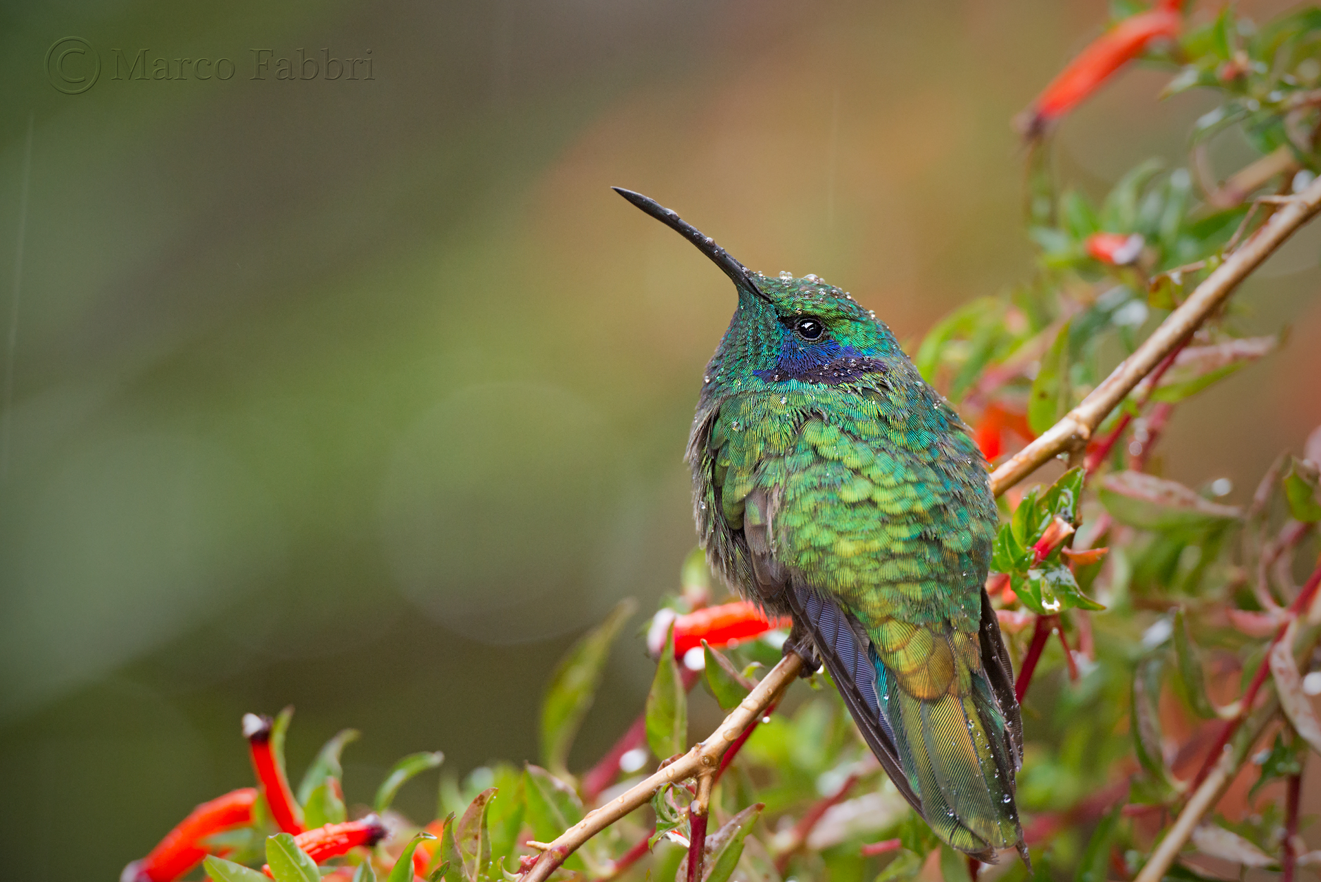 Hummingbird in the rain
