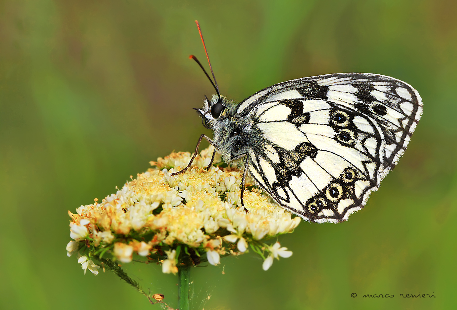 Melanargia galathea