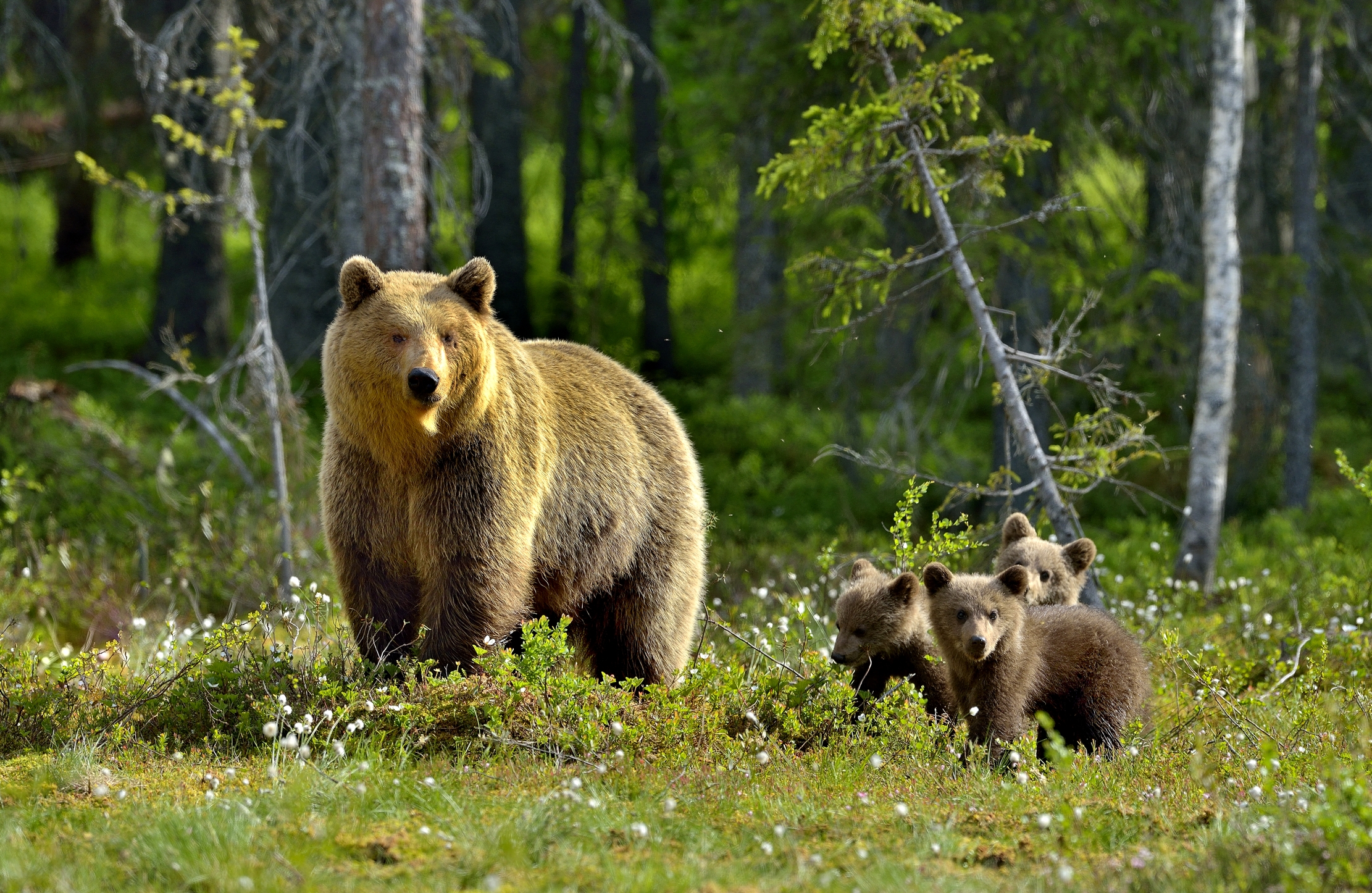 Martinselkonen - Orso mamma con piccoli