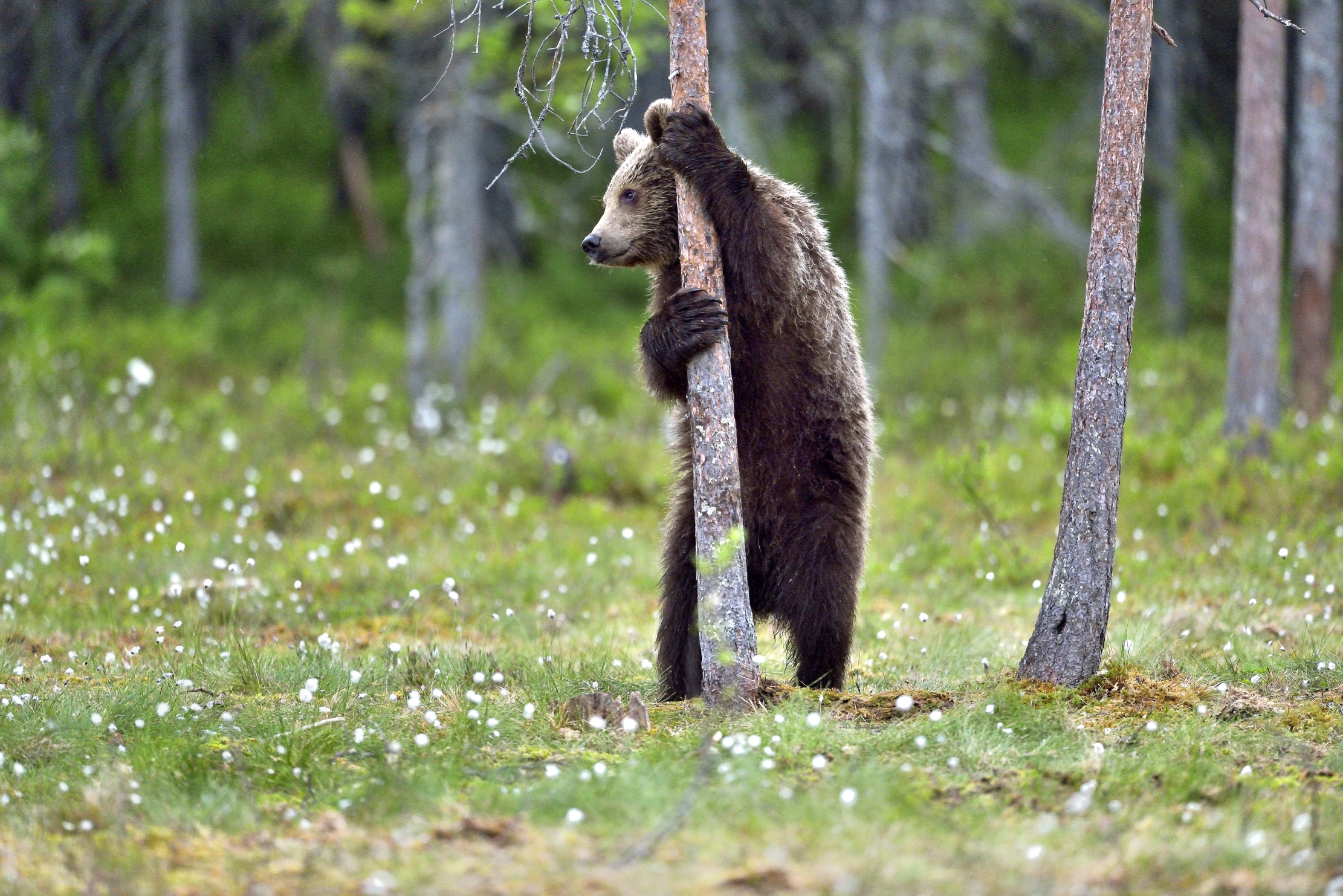 Martinselkonen - Lap dance