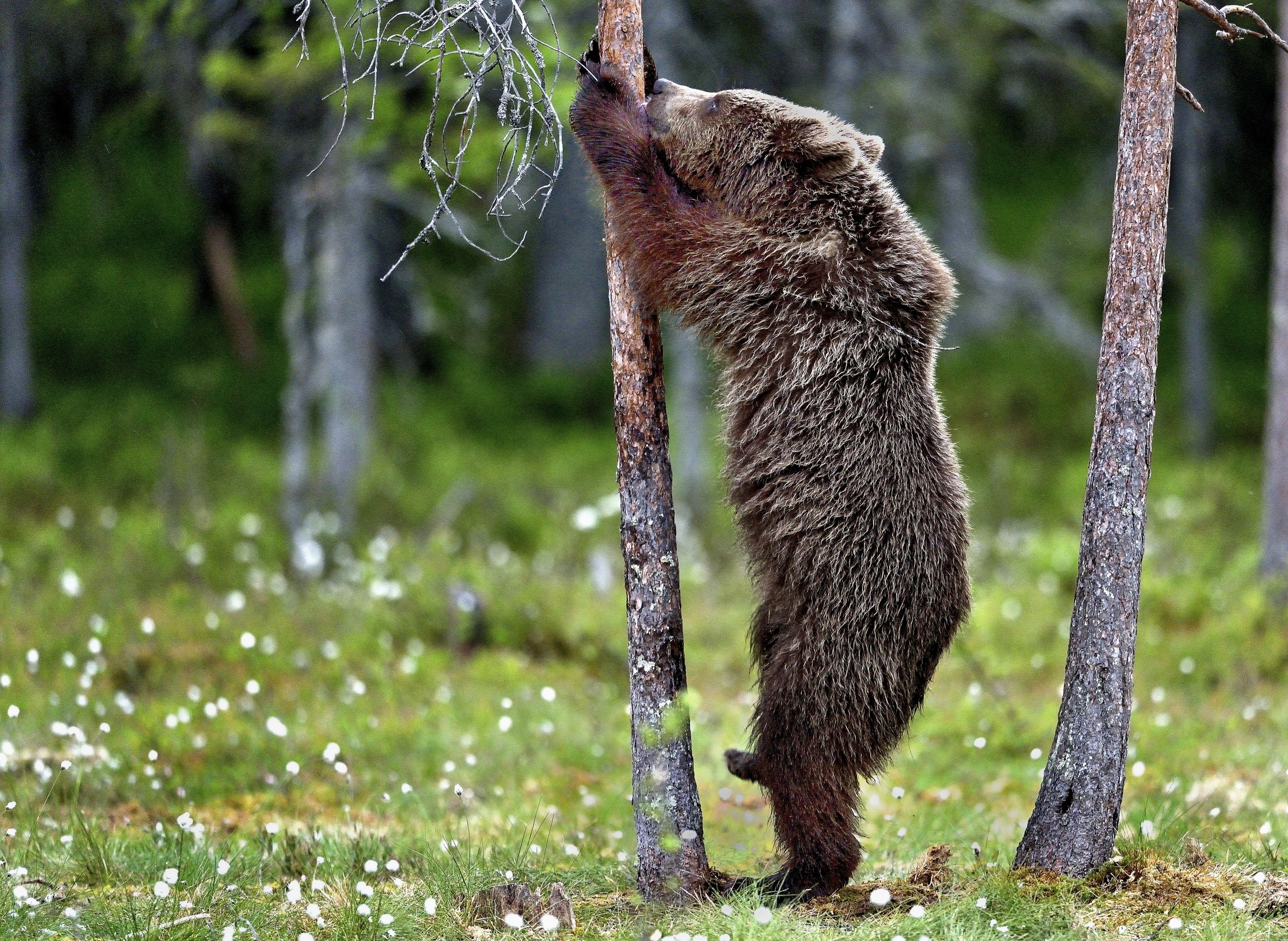 Martinselkonen - Giovane orso bruno