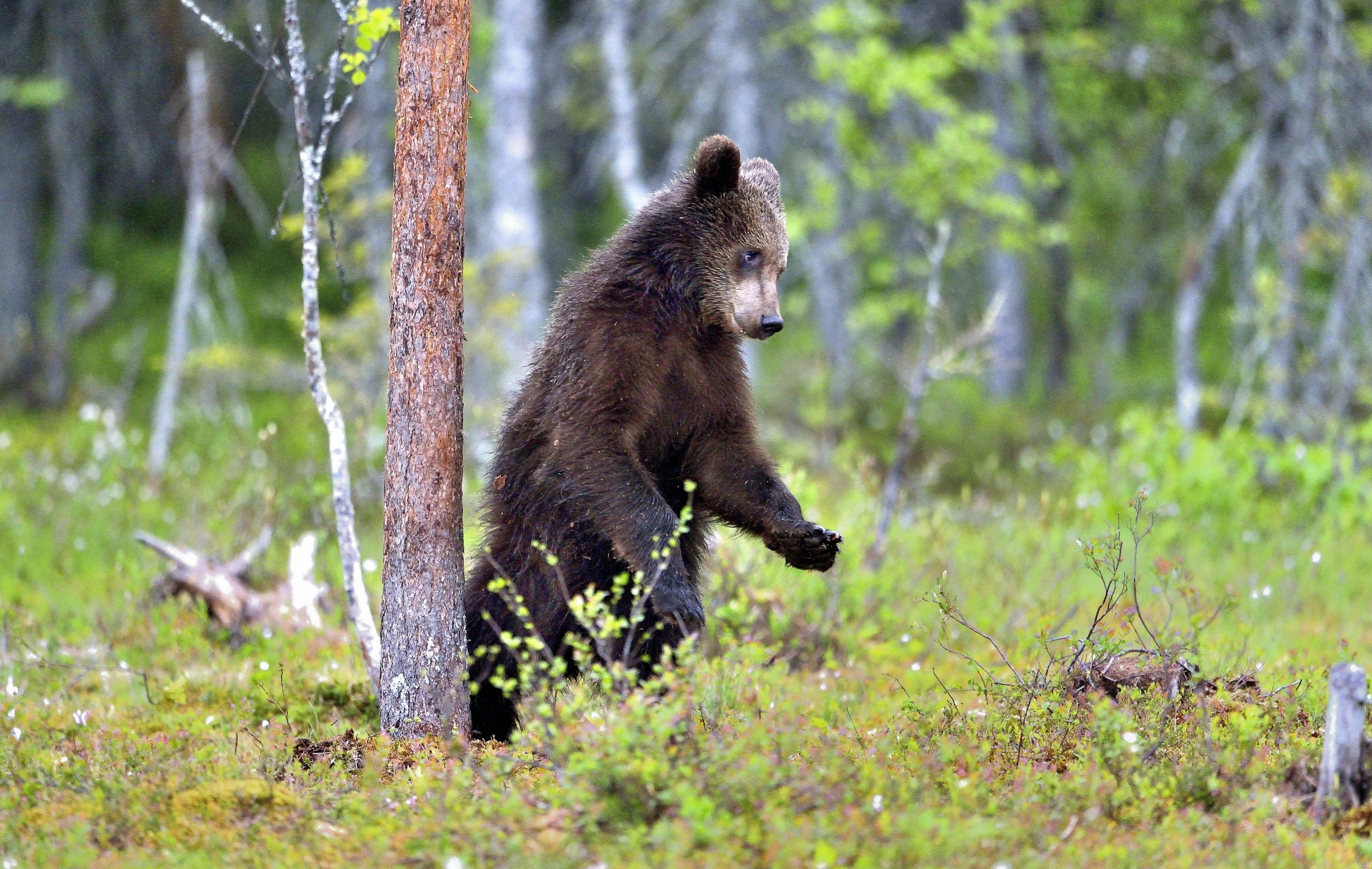 Martinselkonen - Giovane orso bruno