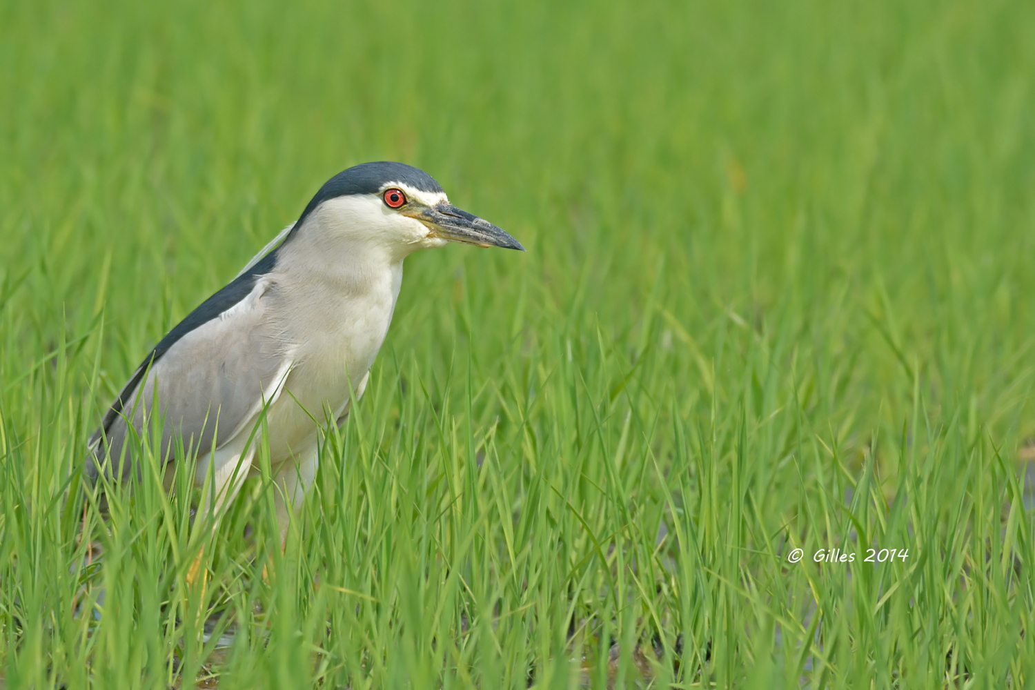 Night Heron (Nycticorax nicticorax)