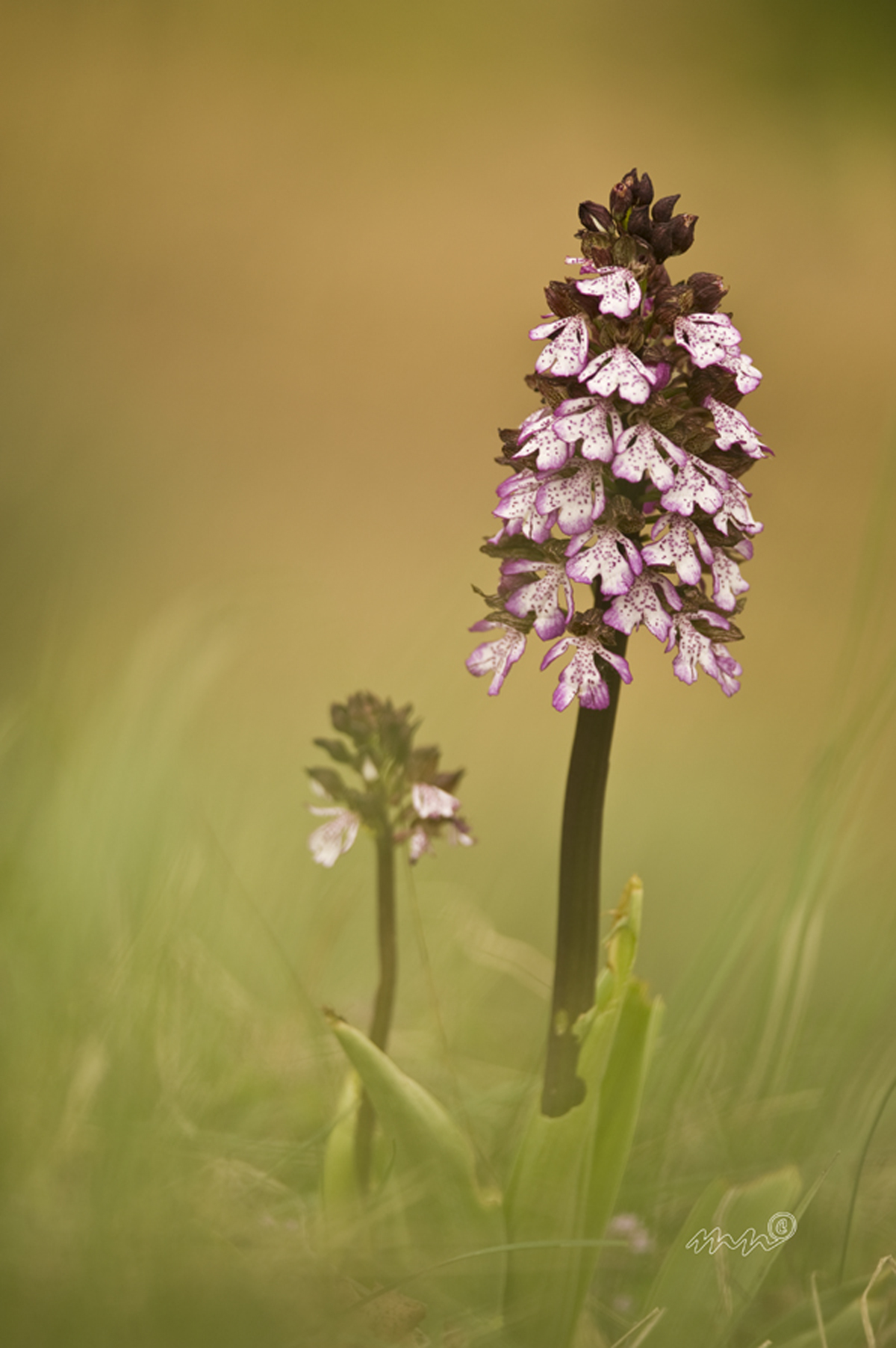 orchis purpurea
