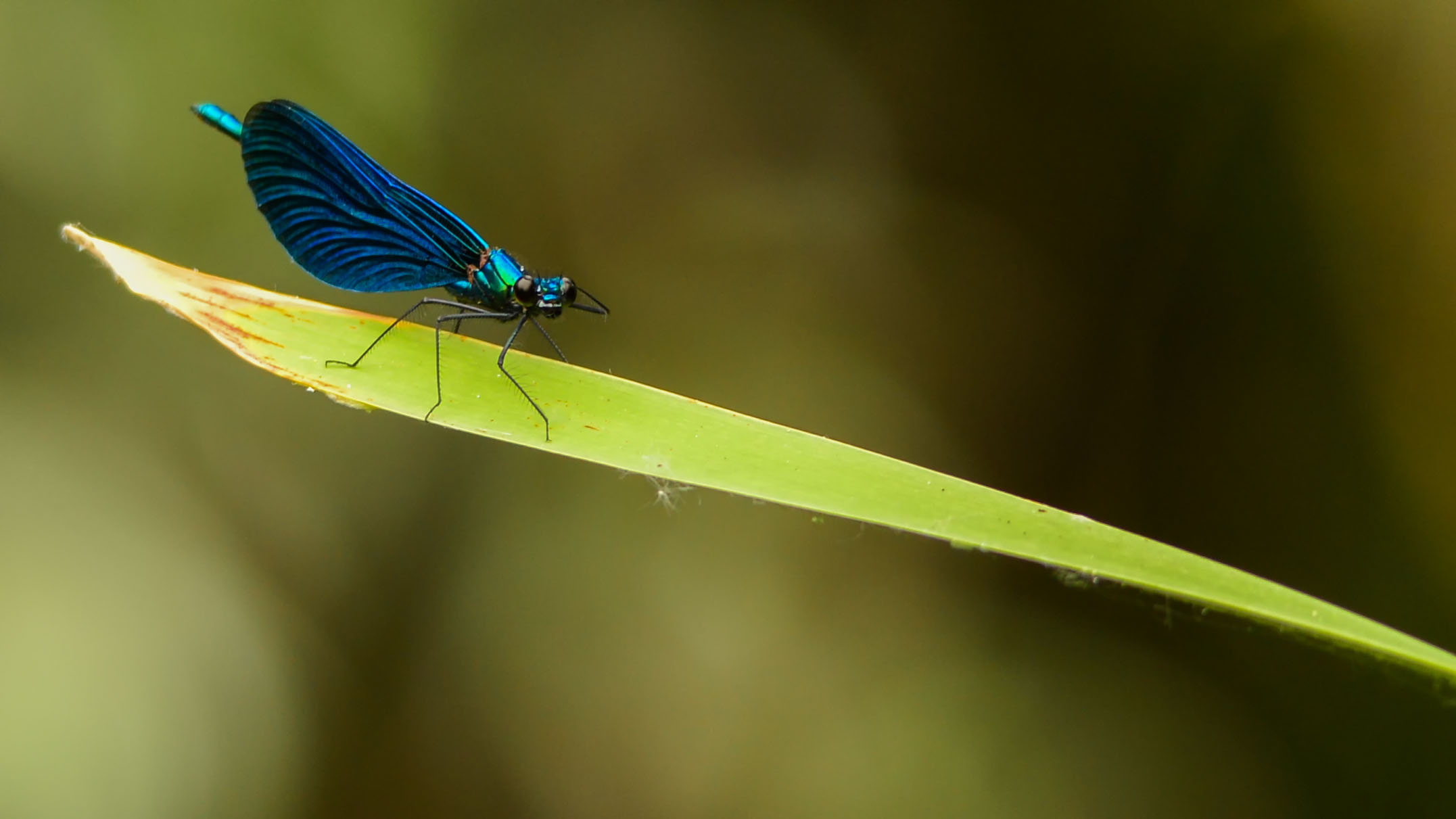 Saluto militare della libellula blu