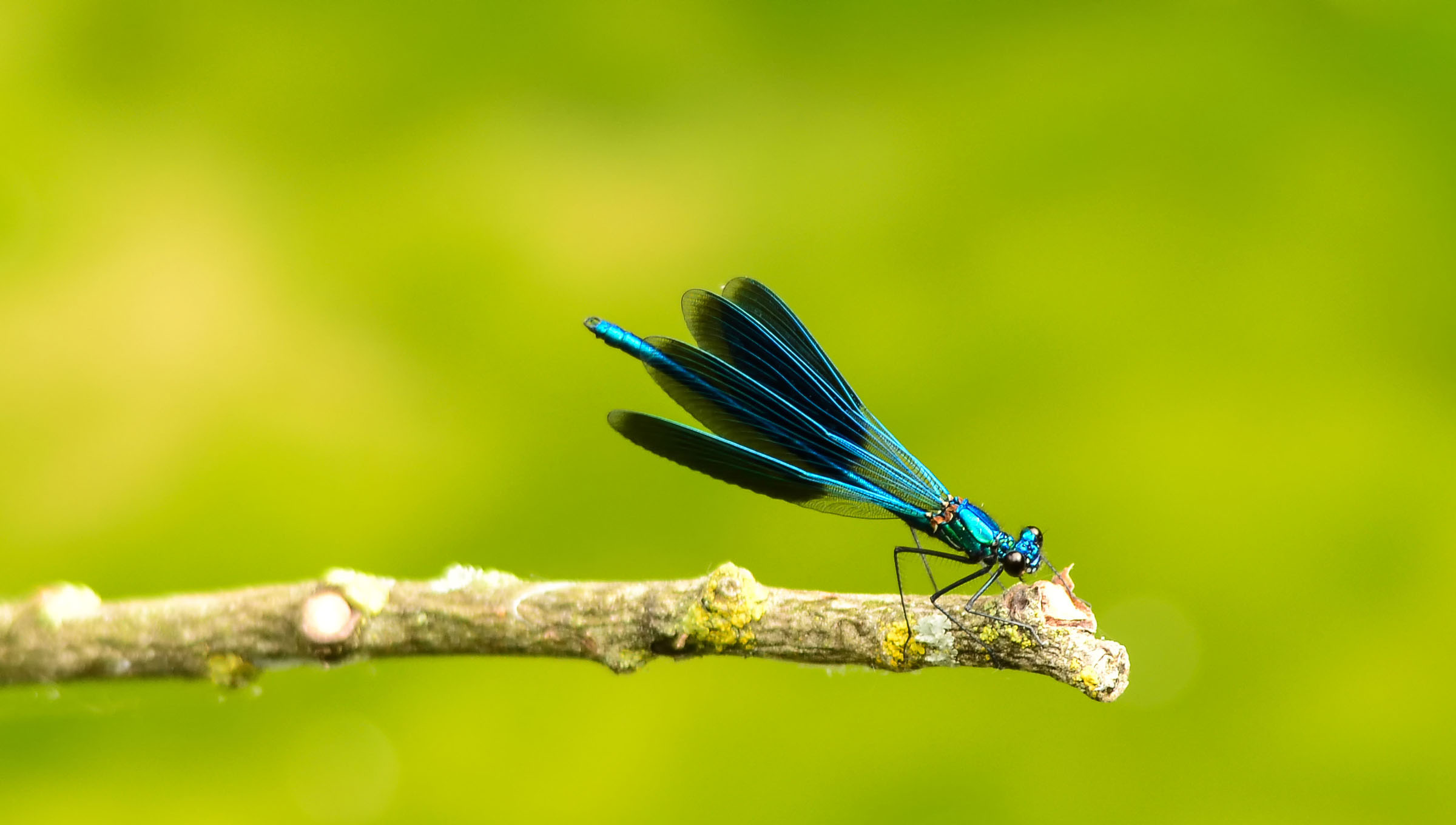 Libellula che apre le ali