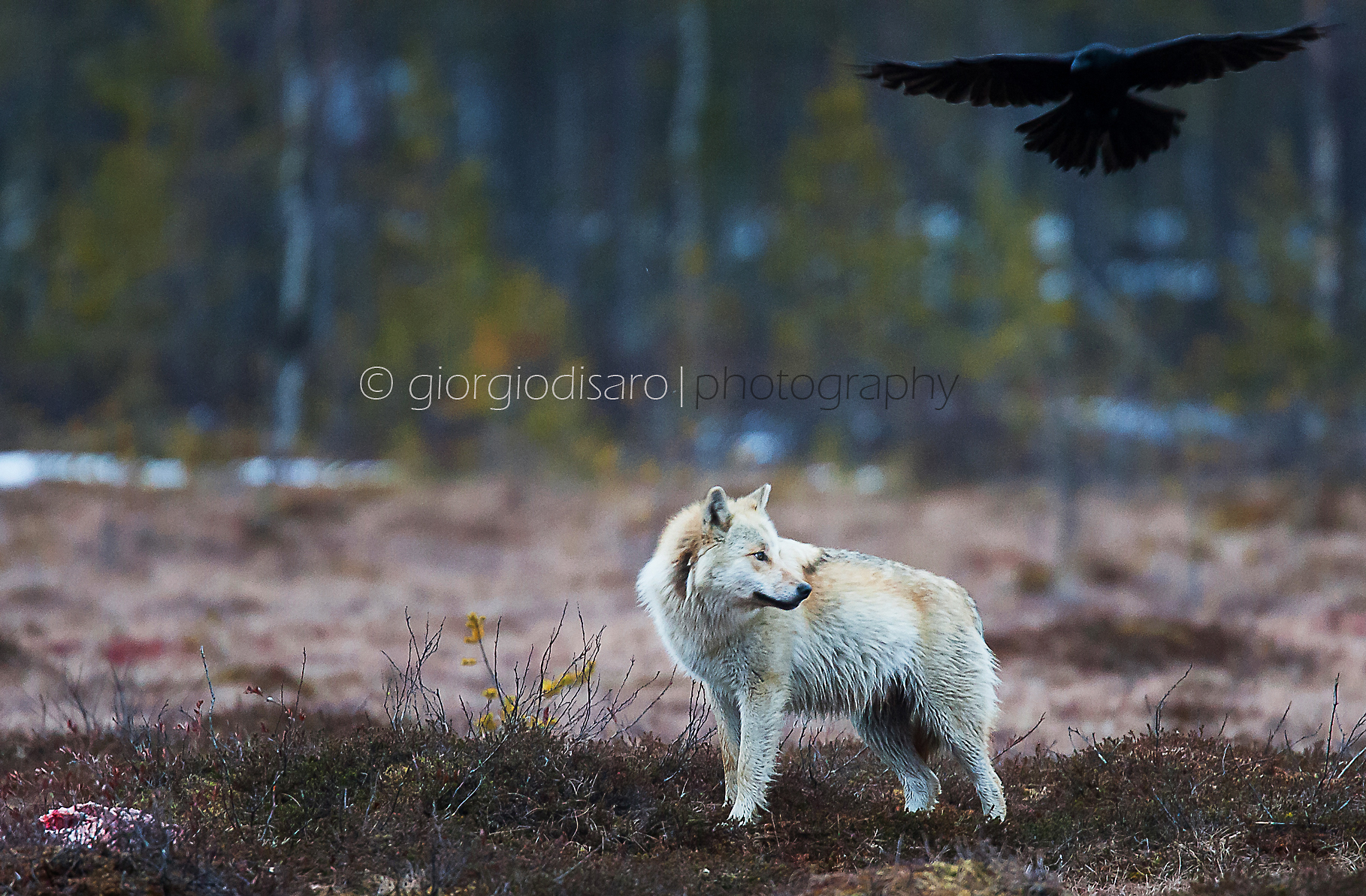il lupo e il corvo