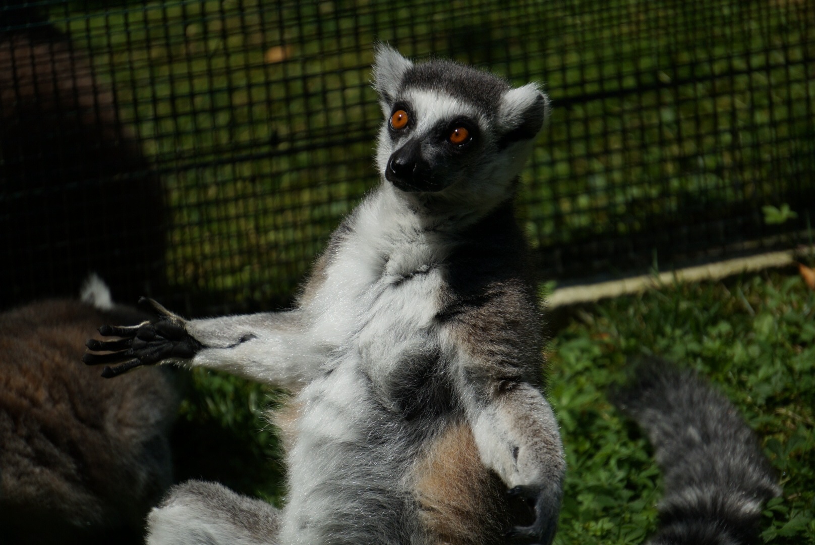 Lemur