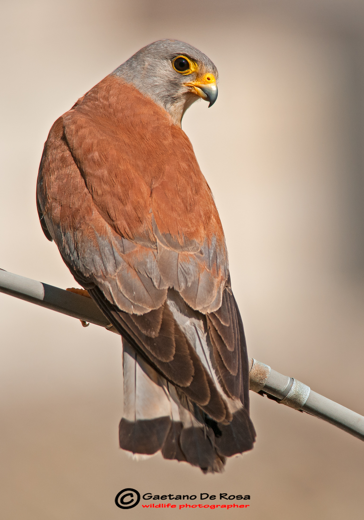 Lesser Kestrel male