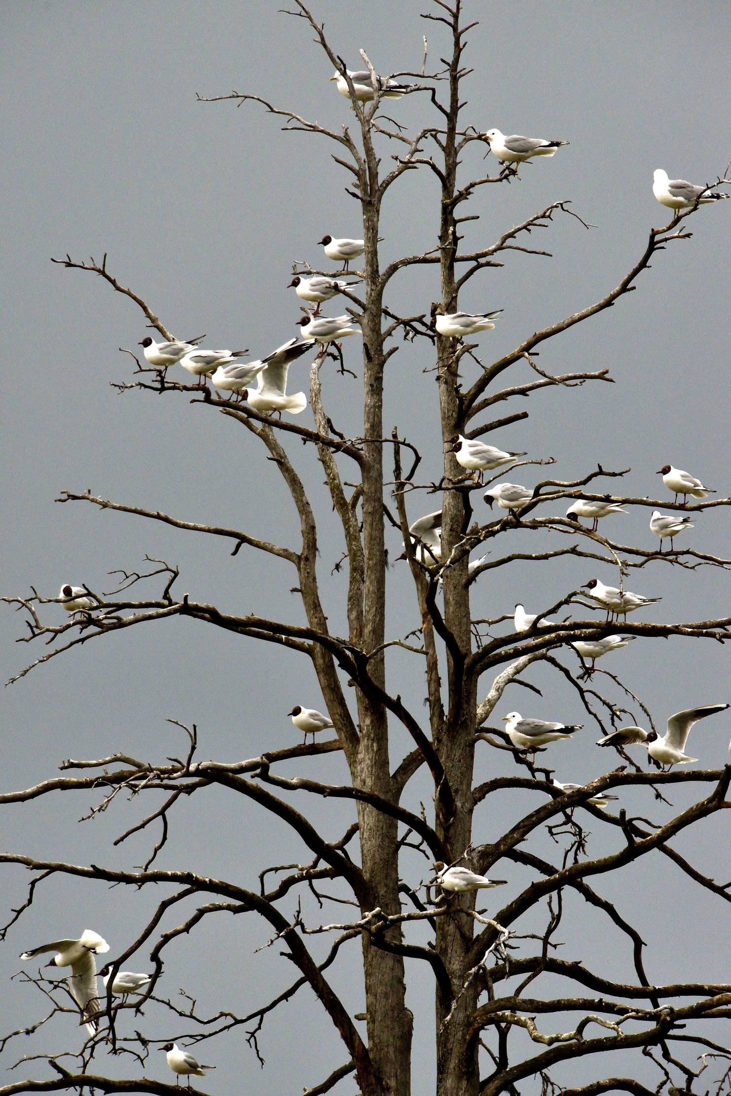 Martinselkonen - gabbiani