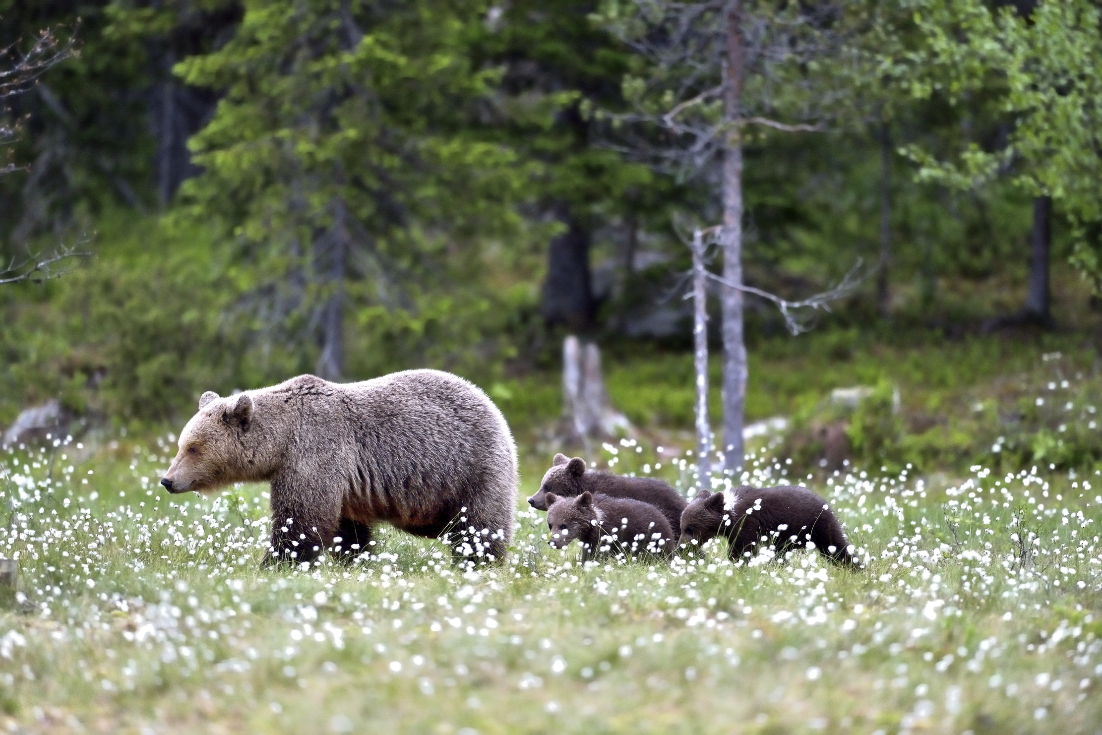 Martinselkonen - Mamma con piccoli nel cotton flower