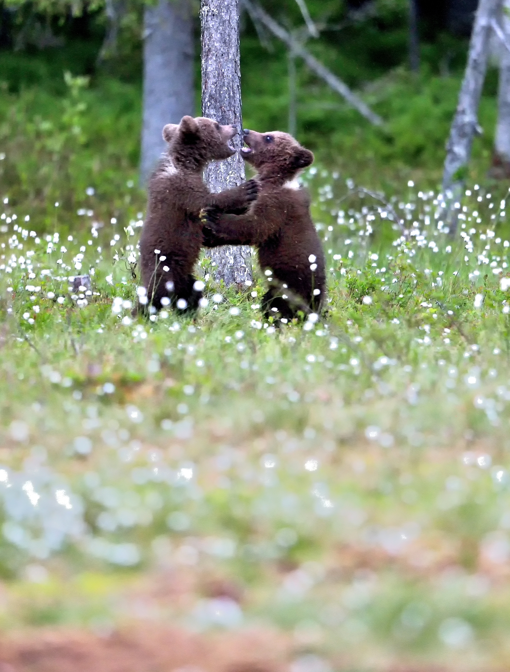 Martinselkonen - Orsacchiotti nel cotton flower