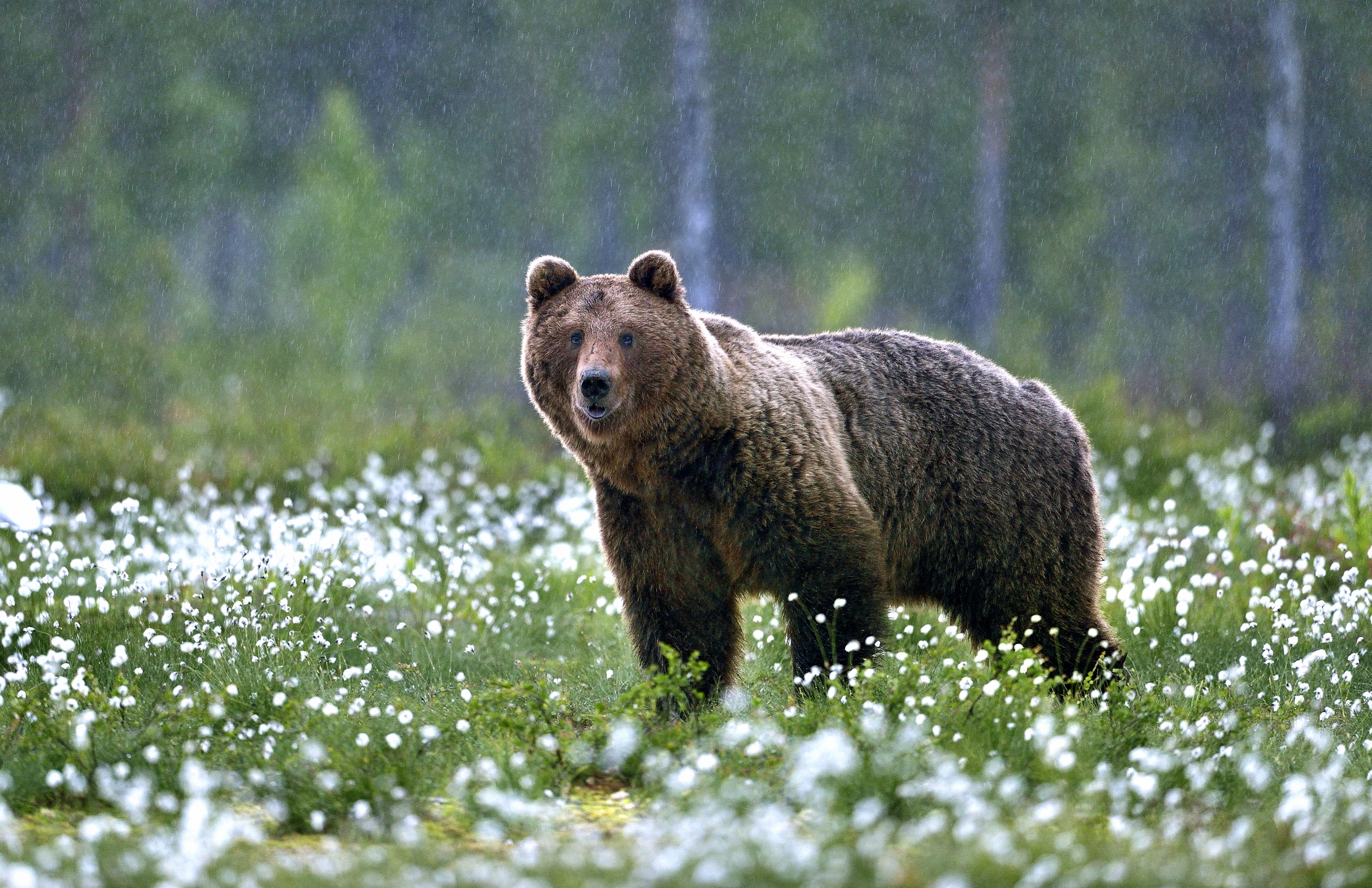 Boreal - Sotto la pioggia tra i cotton flower