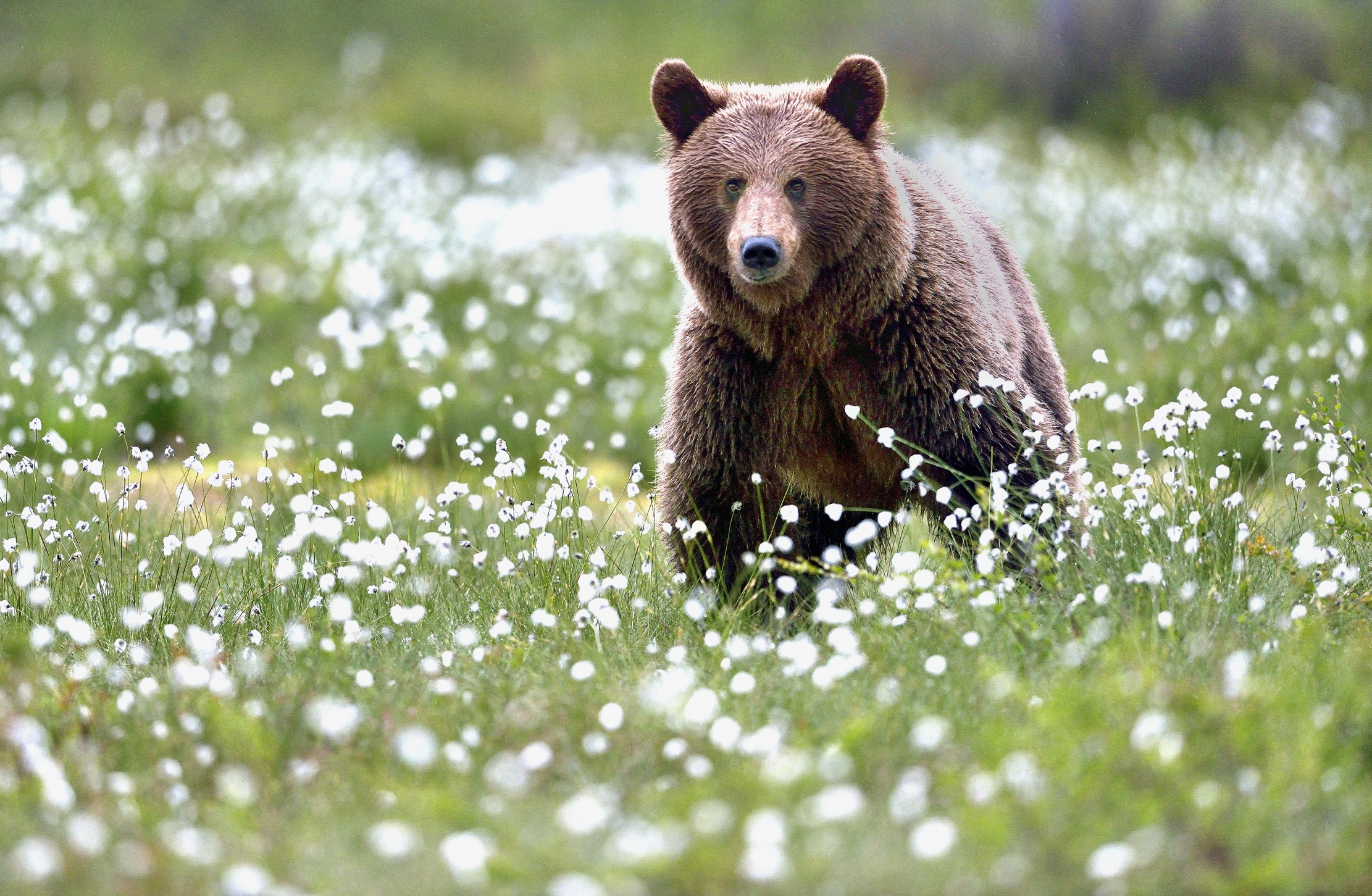 Boreal - Orso bruno nel cotton flower