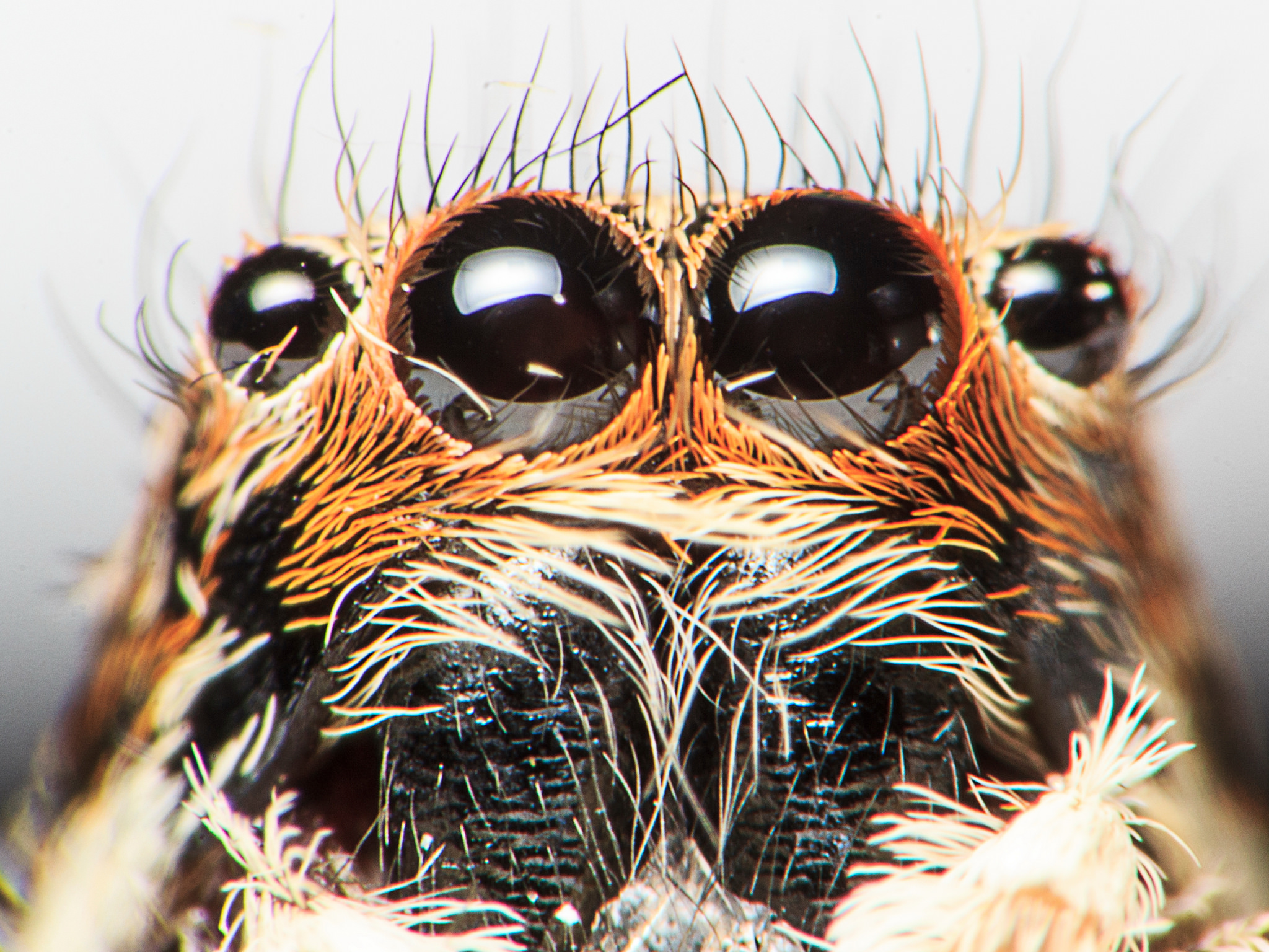 Jump Spider's eyes