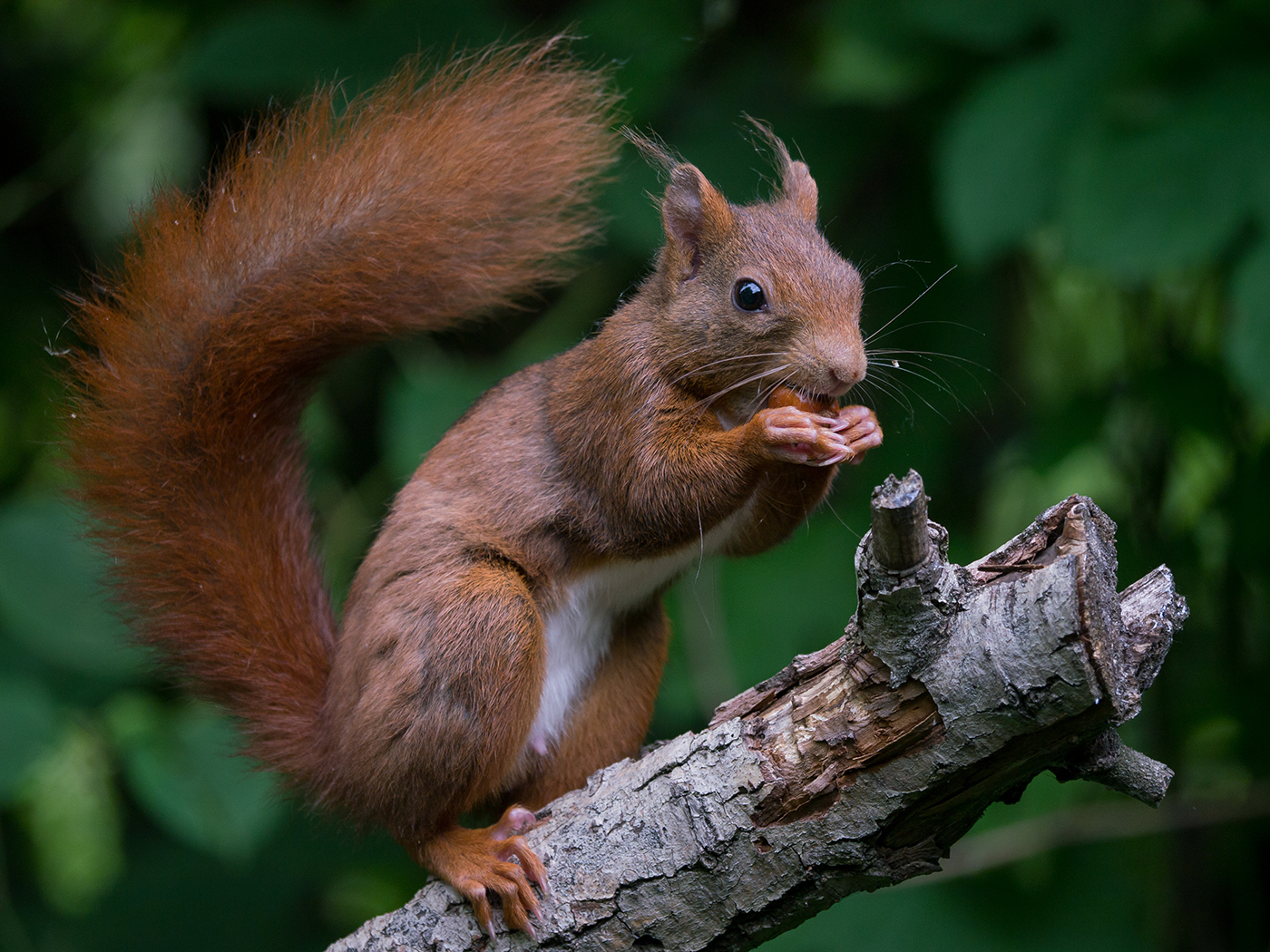 Scoiattolo Rosso (giovane)