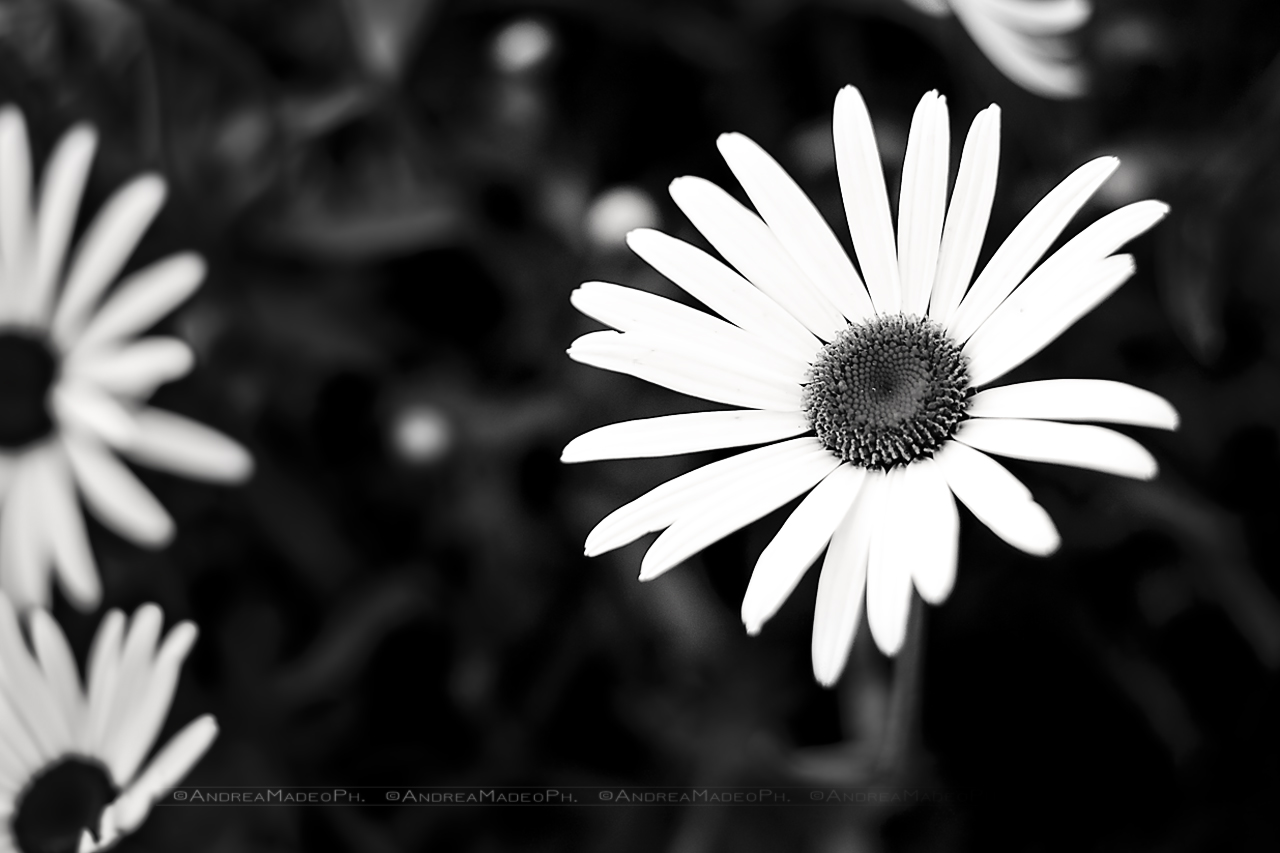 Daisies in Black