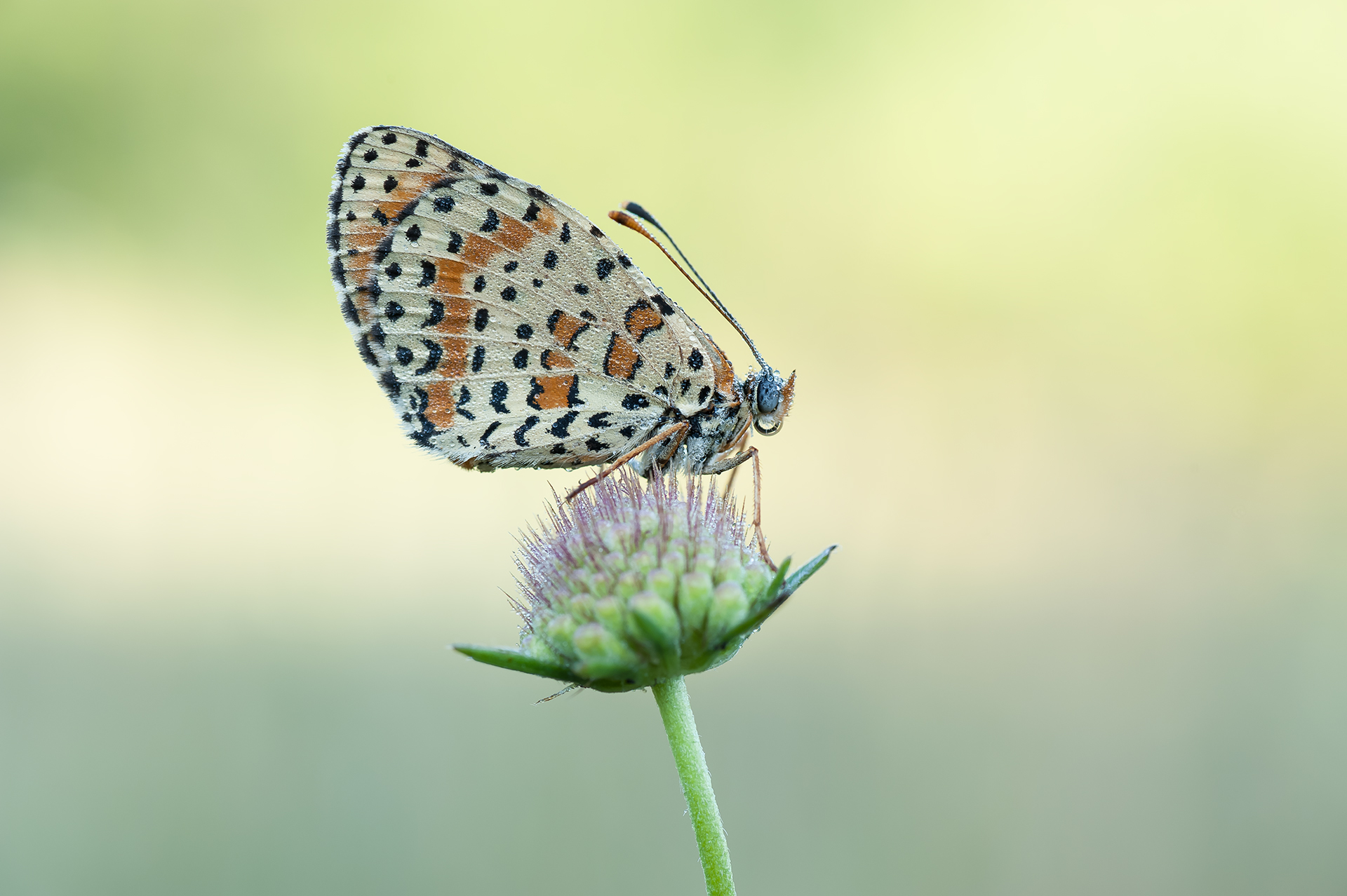 Melitaea Didyma (esper,1779)