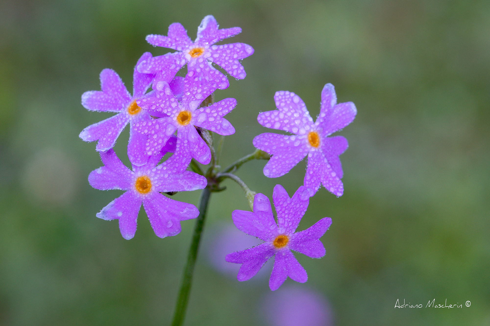 Primula Farinosa