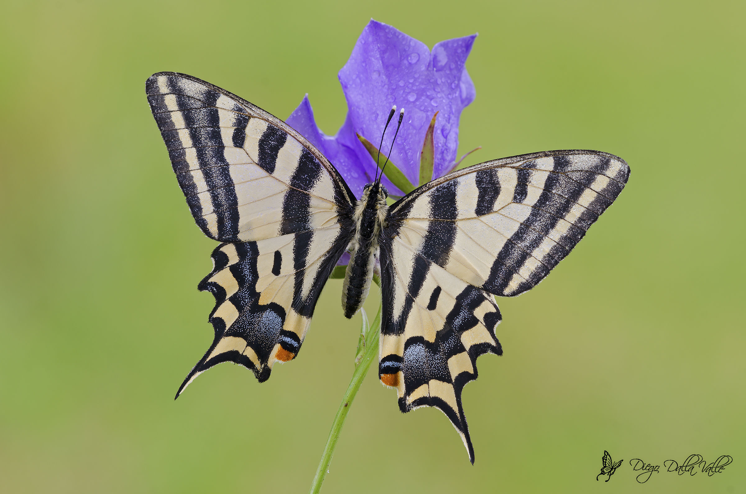 Papilio Alexanor