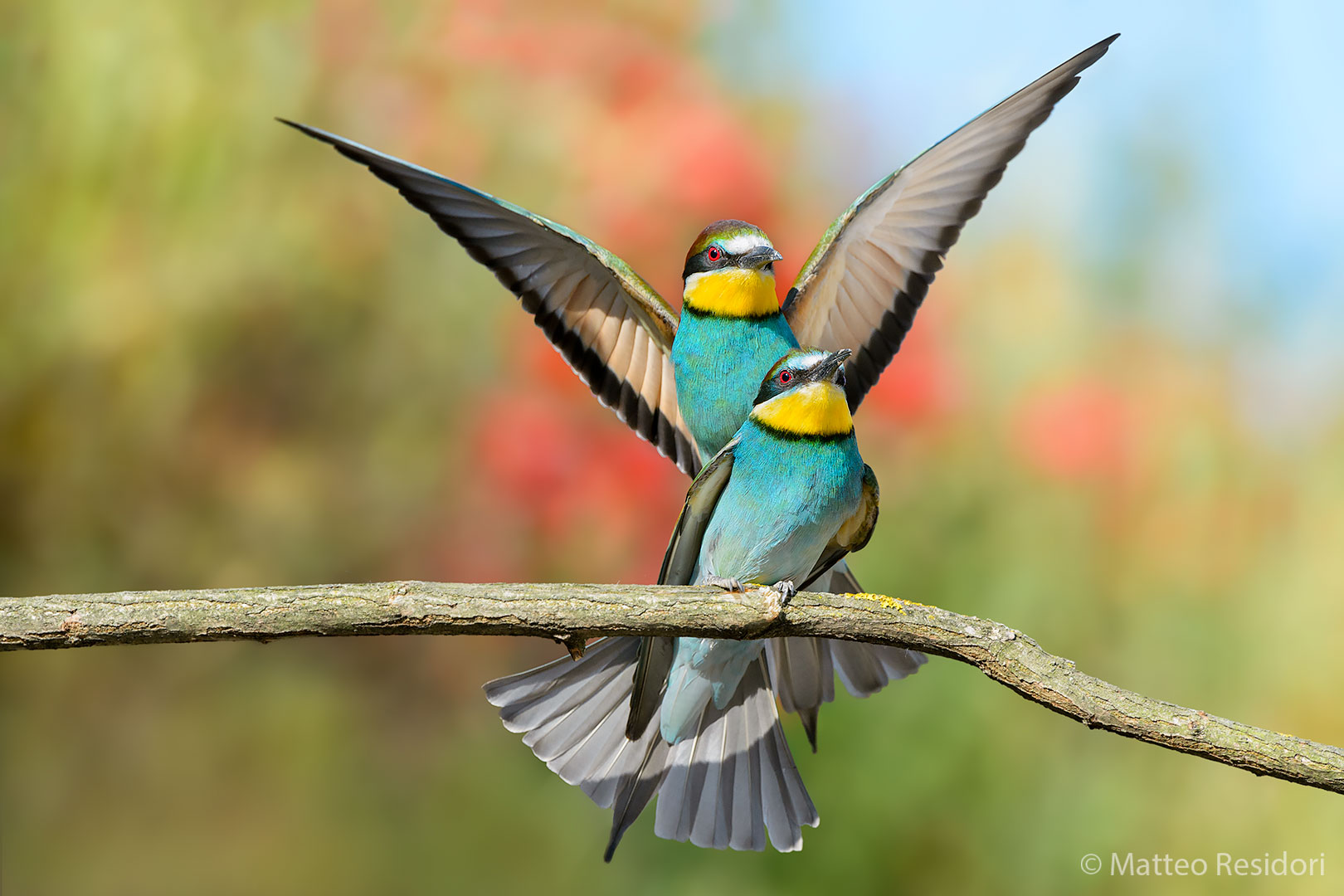 Bee-eaters (pair)