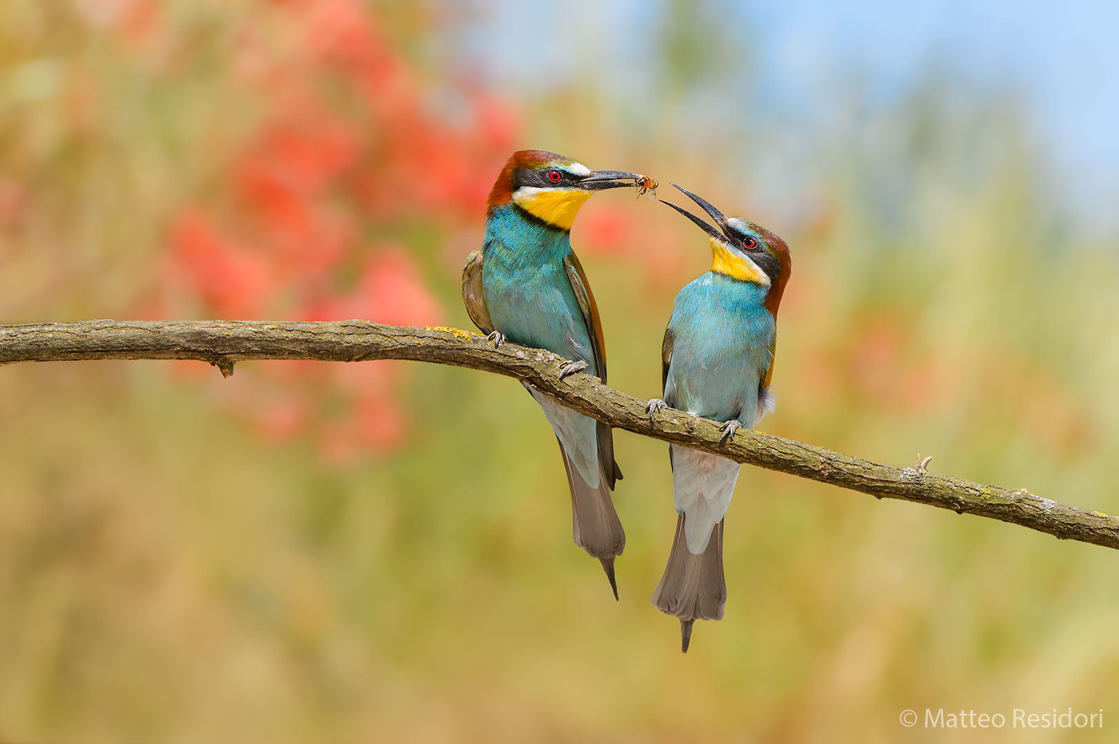 Bee-eaters (exchange of prey)