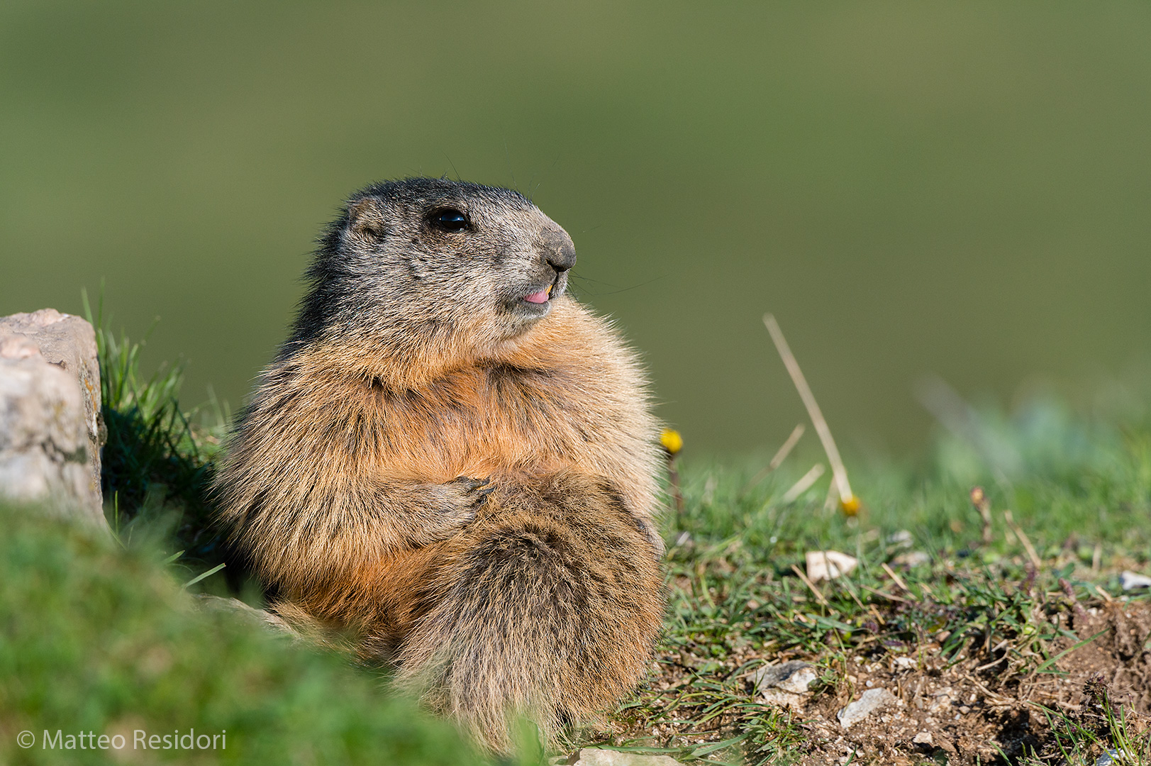 Marmotta dispettosa
