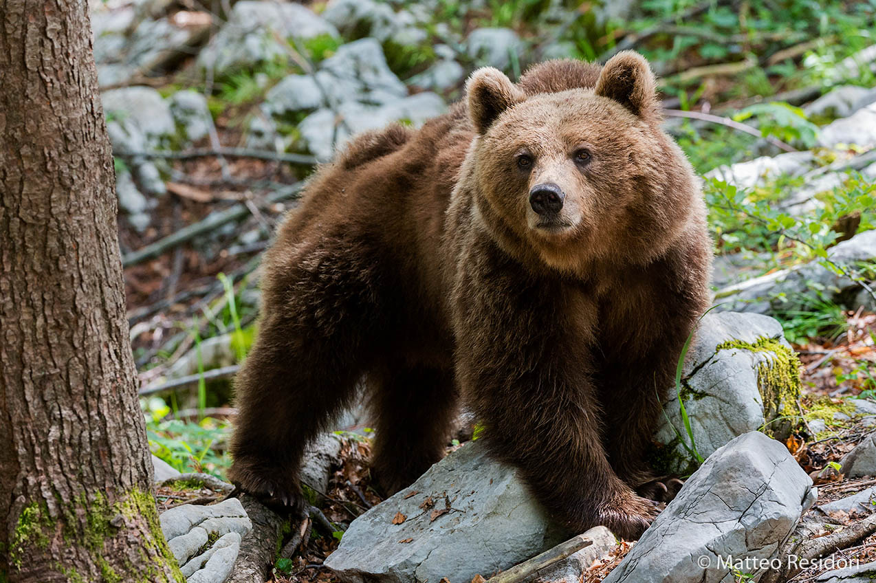 Brown Bear