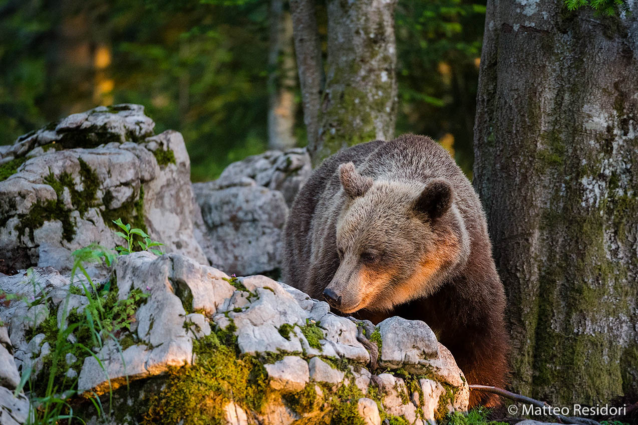 Brown Bear