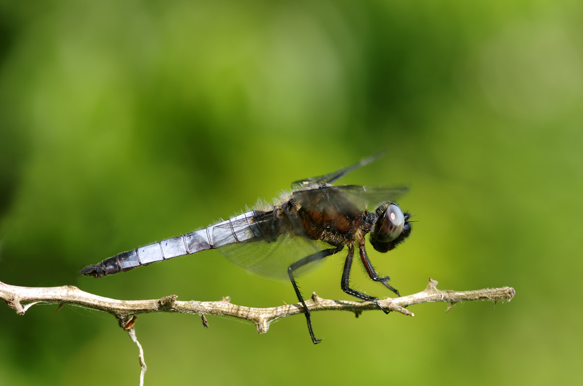 Orthetrum cancellatum