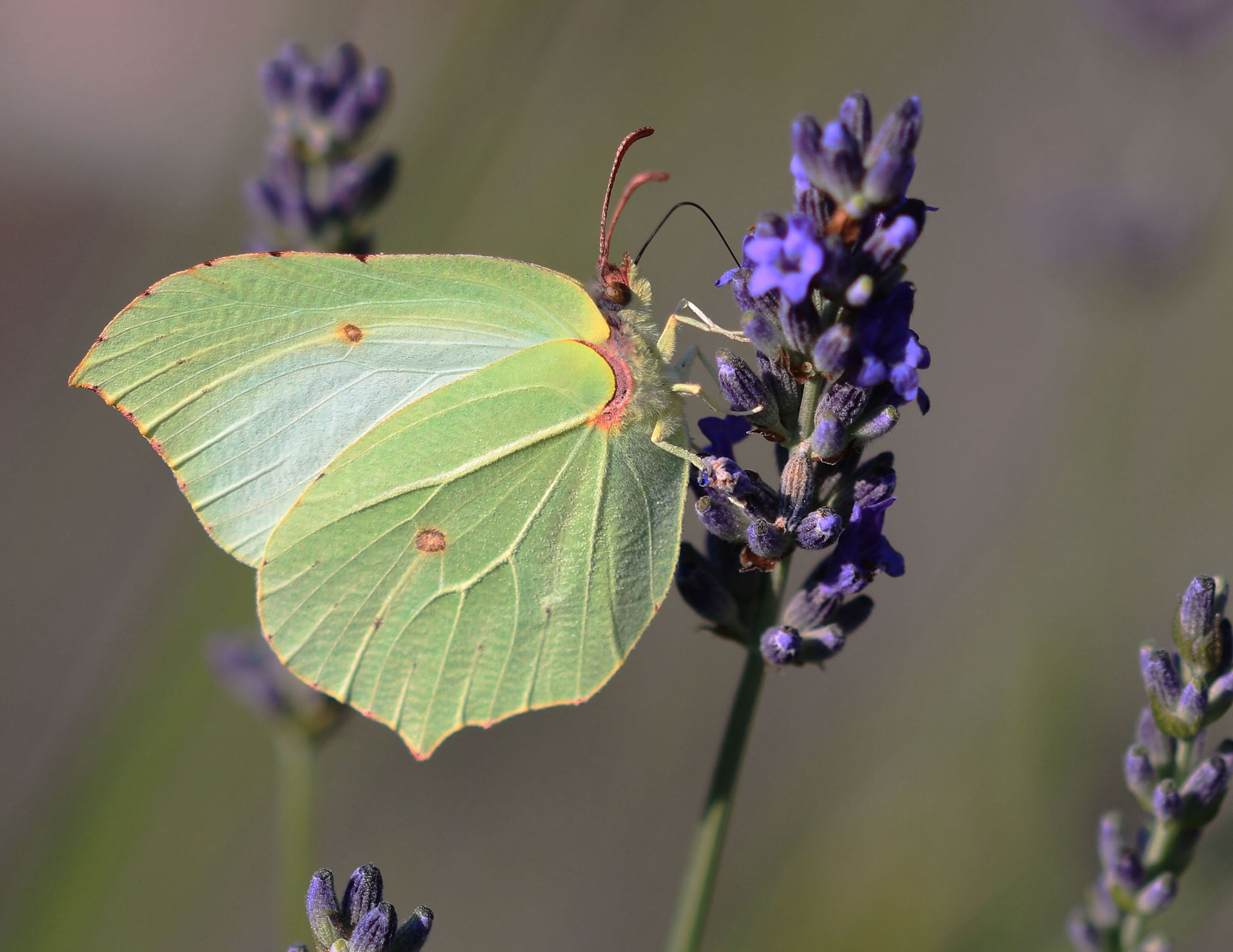 Farfalla (Cedronella) su lavanda