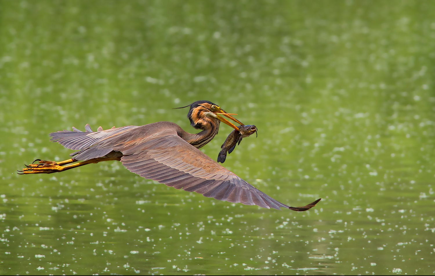 la cattura del rosso