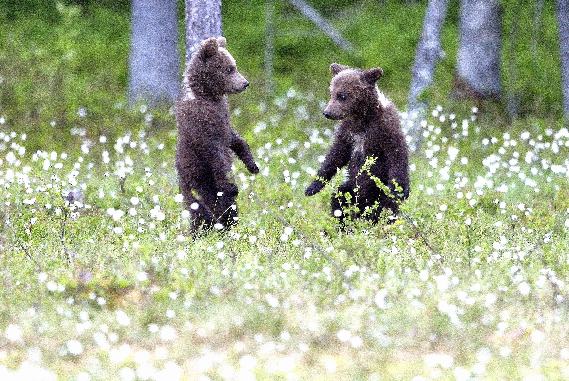 Martinselkonen - Orsacchiotti