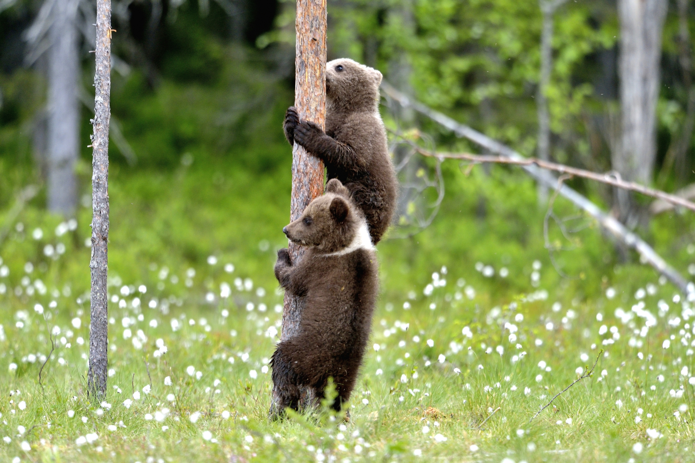 Martinselkonen - Orsacchiotti