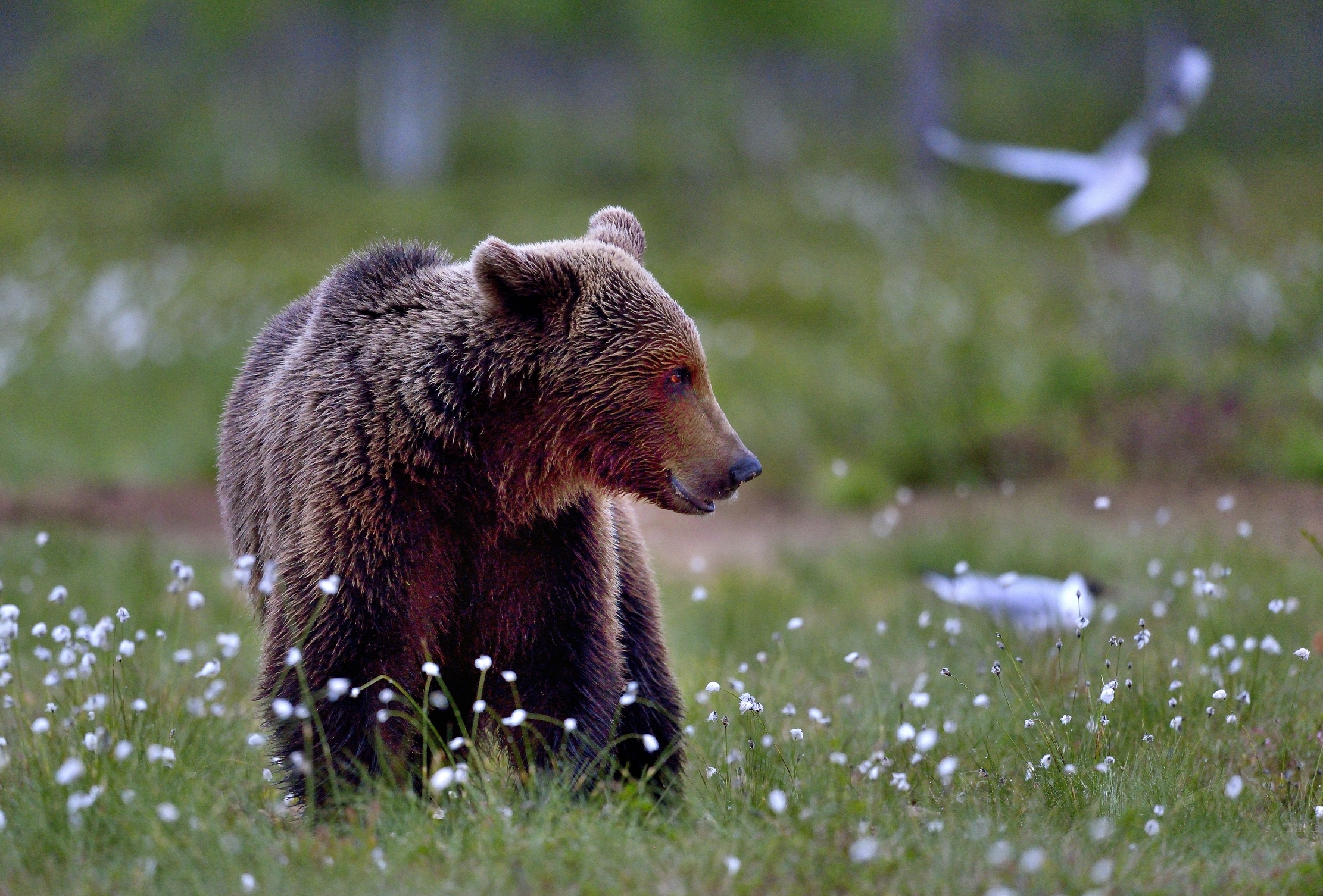 Martinselkonen - Orso bruno