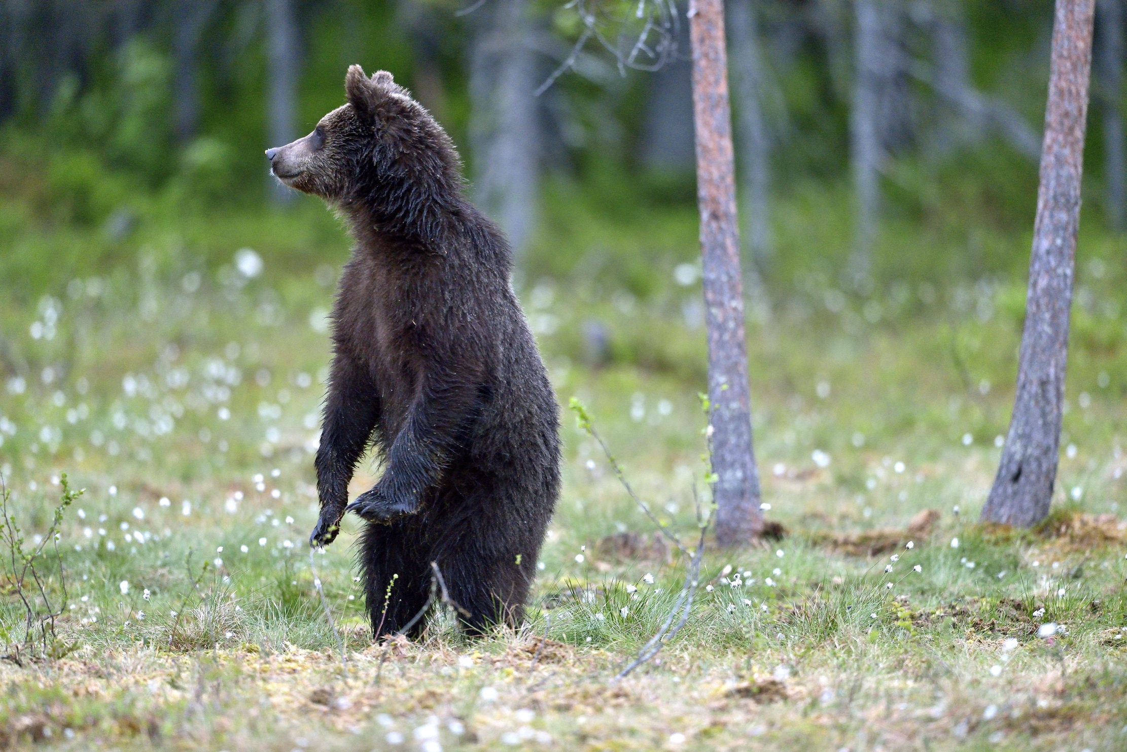 Martinselkonen - Orso bruno