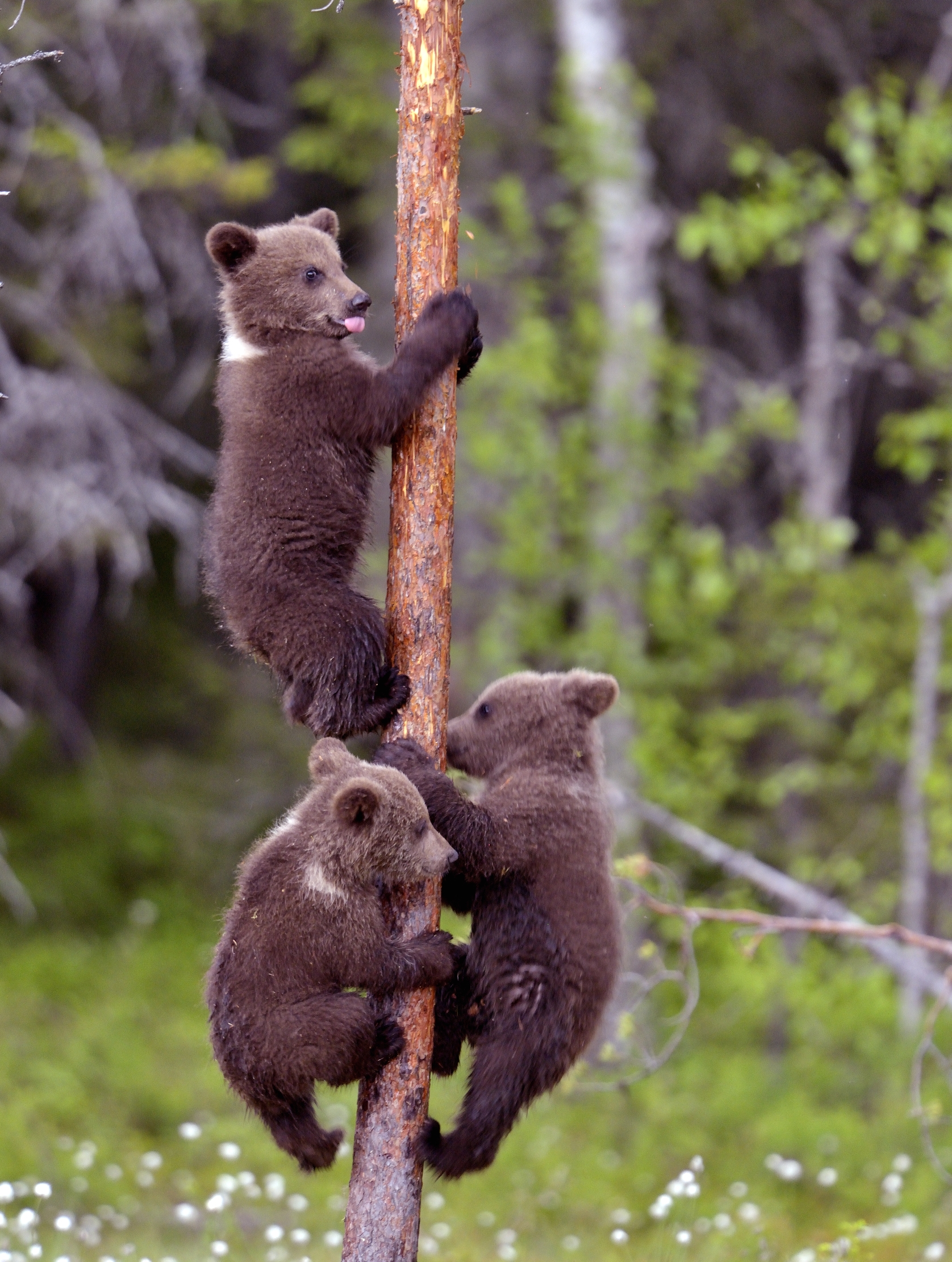 Martinselkonen - Orsacchiotti