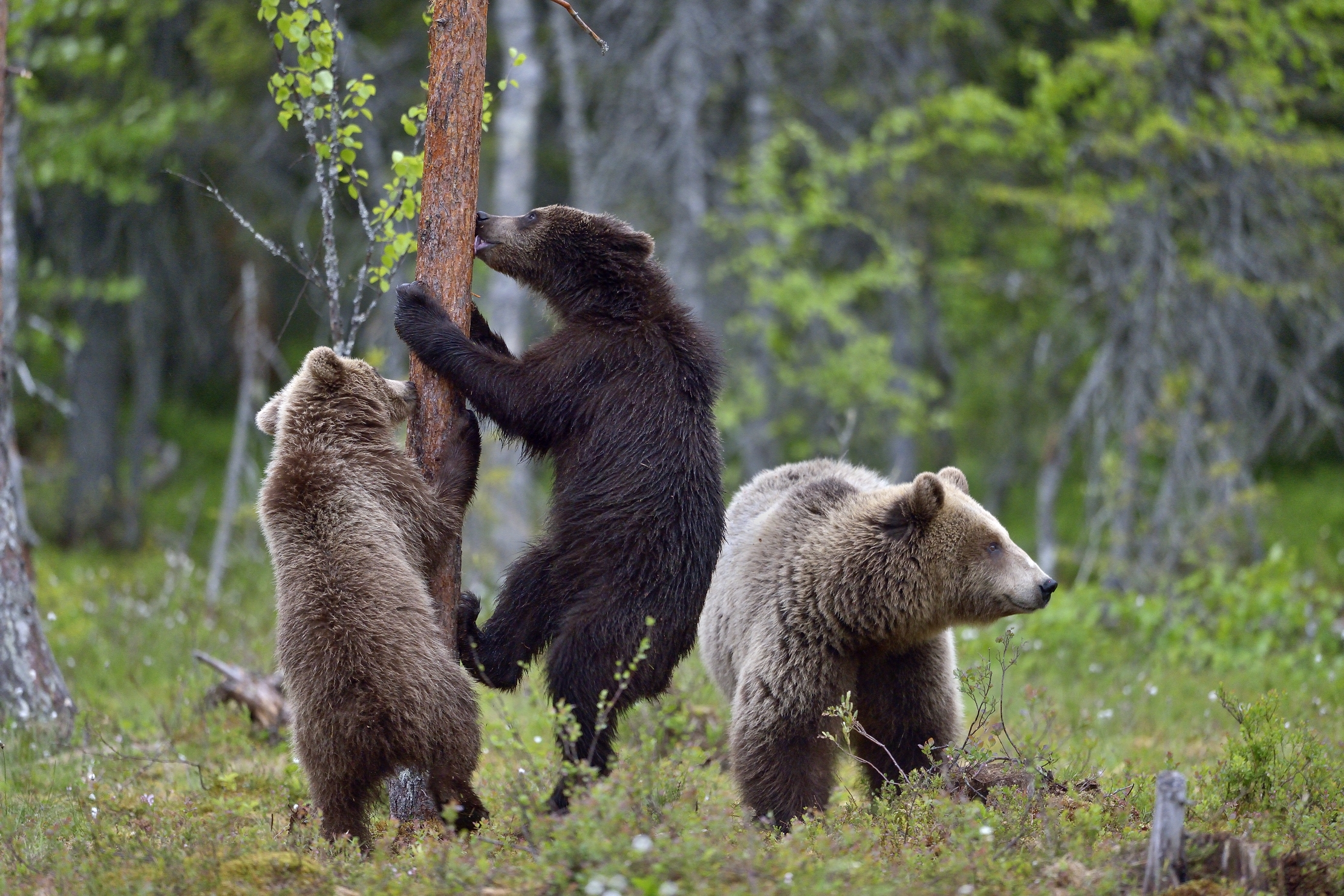 Martinselkonen - Orsi bruni