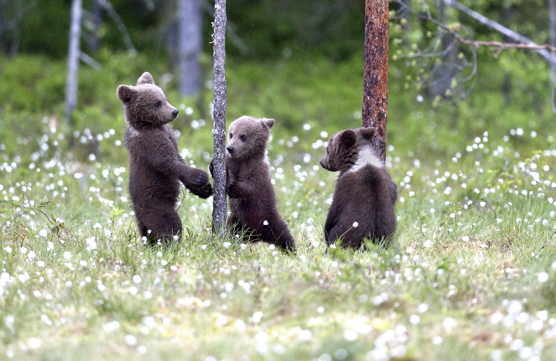 Martinselkonen - Orsacchiotti