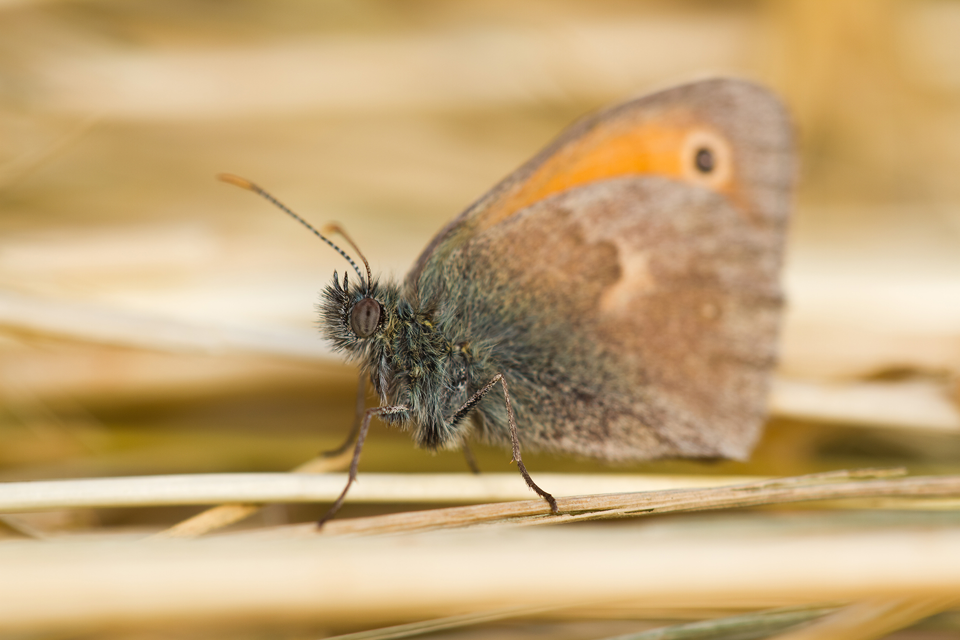 Coenonympha pamphilus