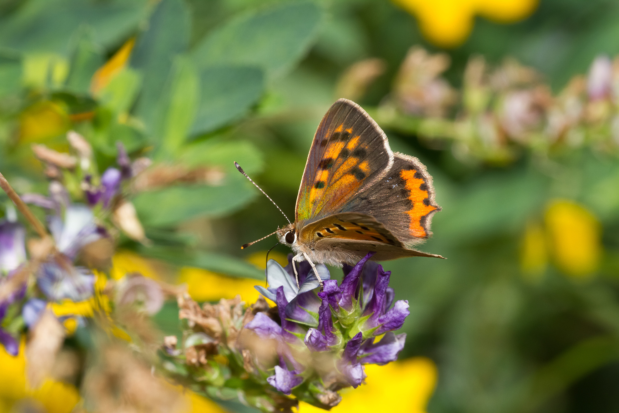 Lycaena phlaeas