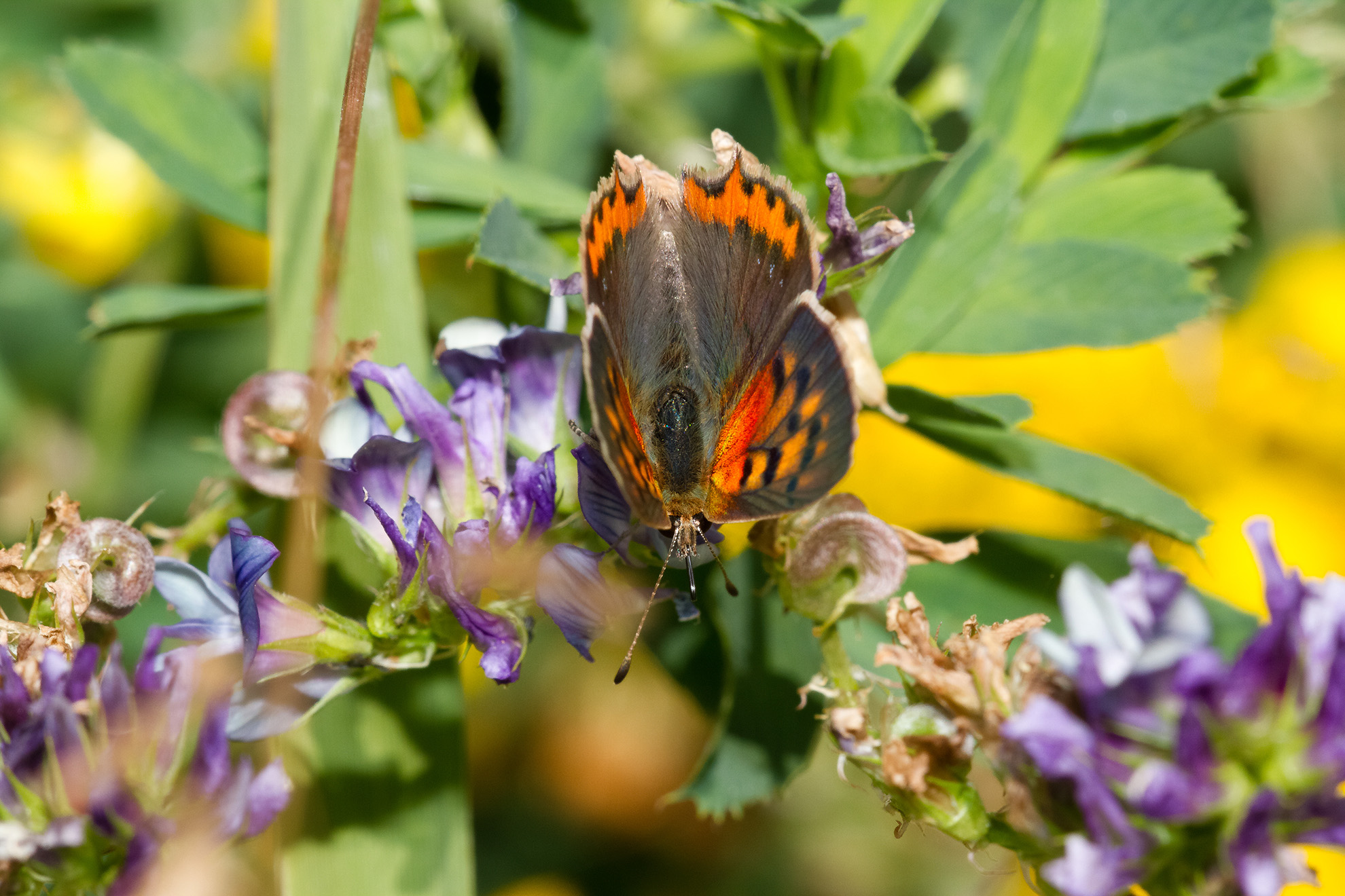 Lycaena phlaeas