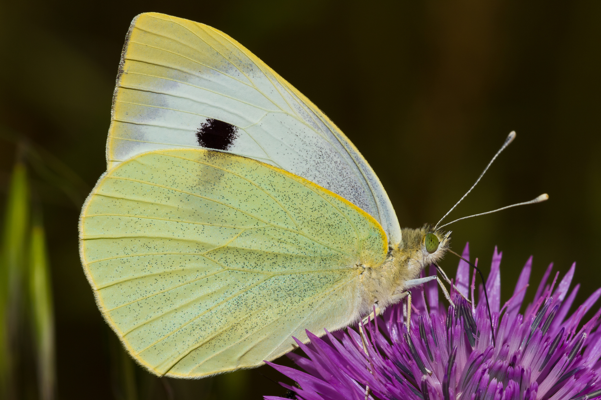 Pieris brassicae