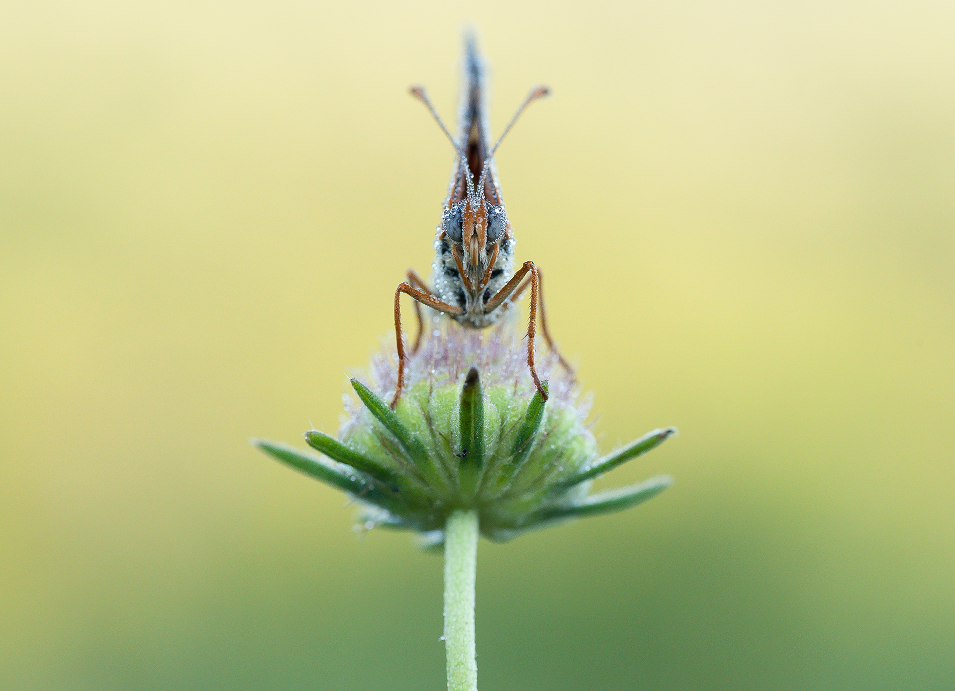 Melitaea Didyma (esper,1779)