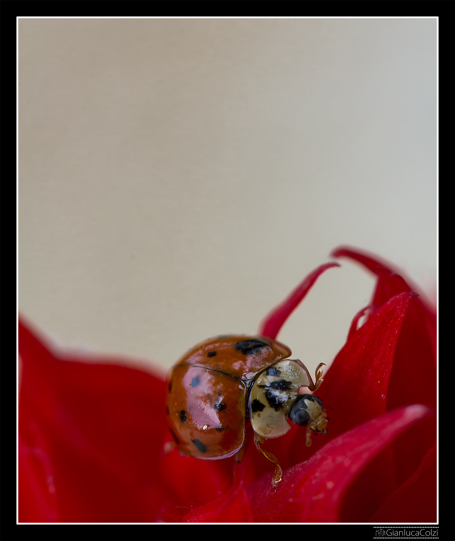 Coccinella