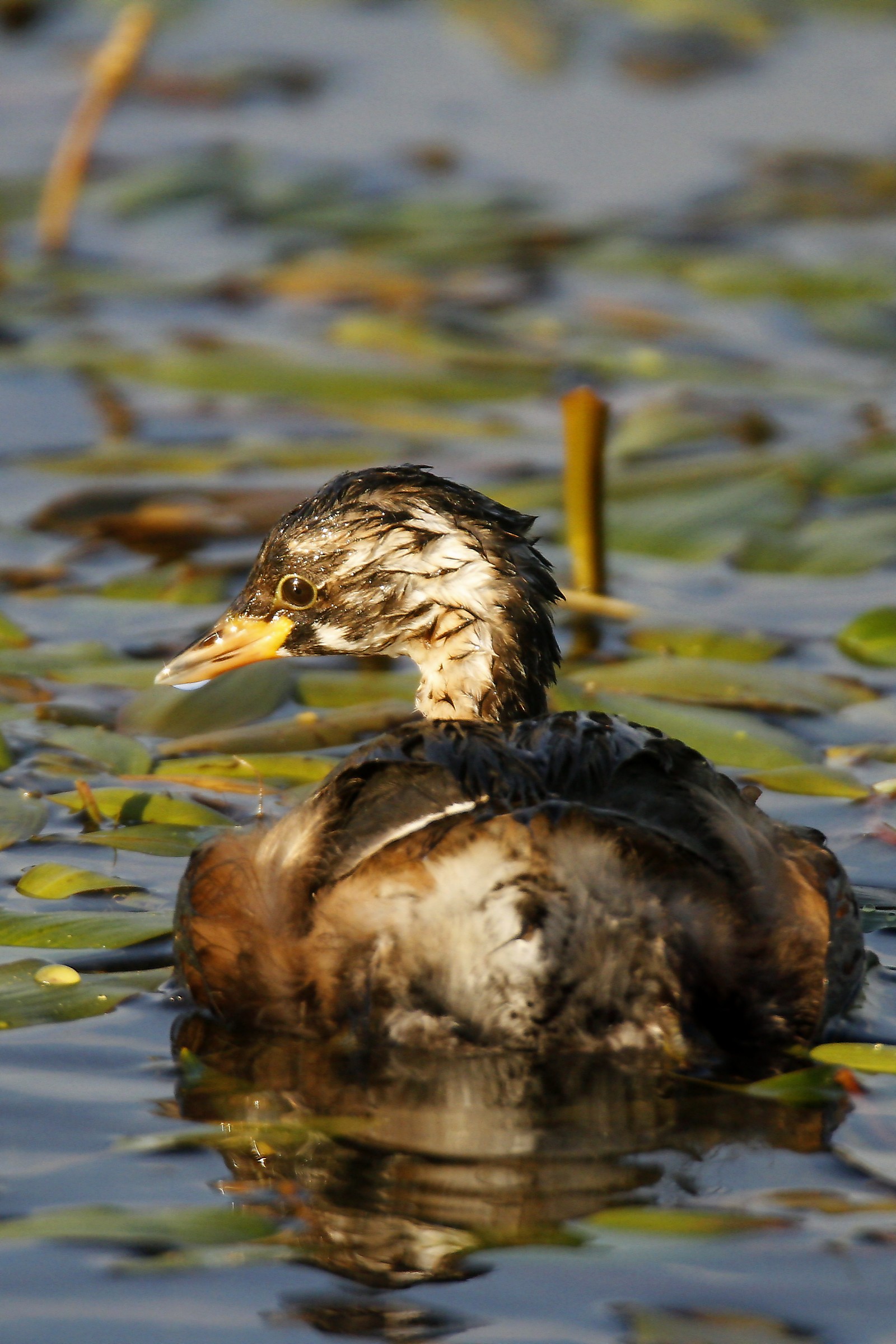 Little Grebe