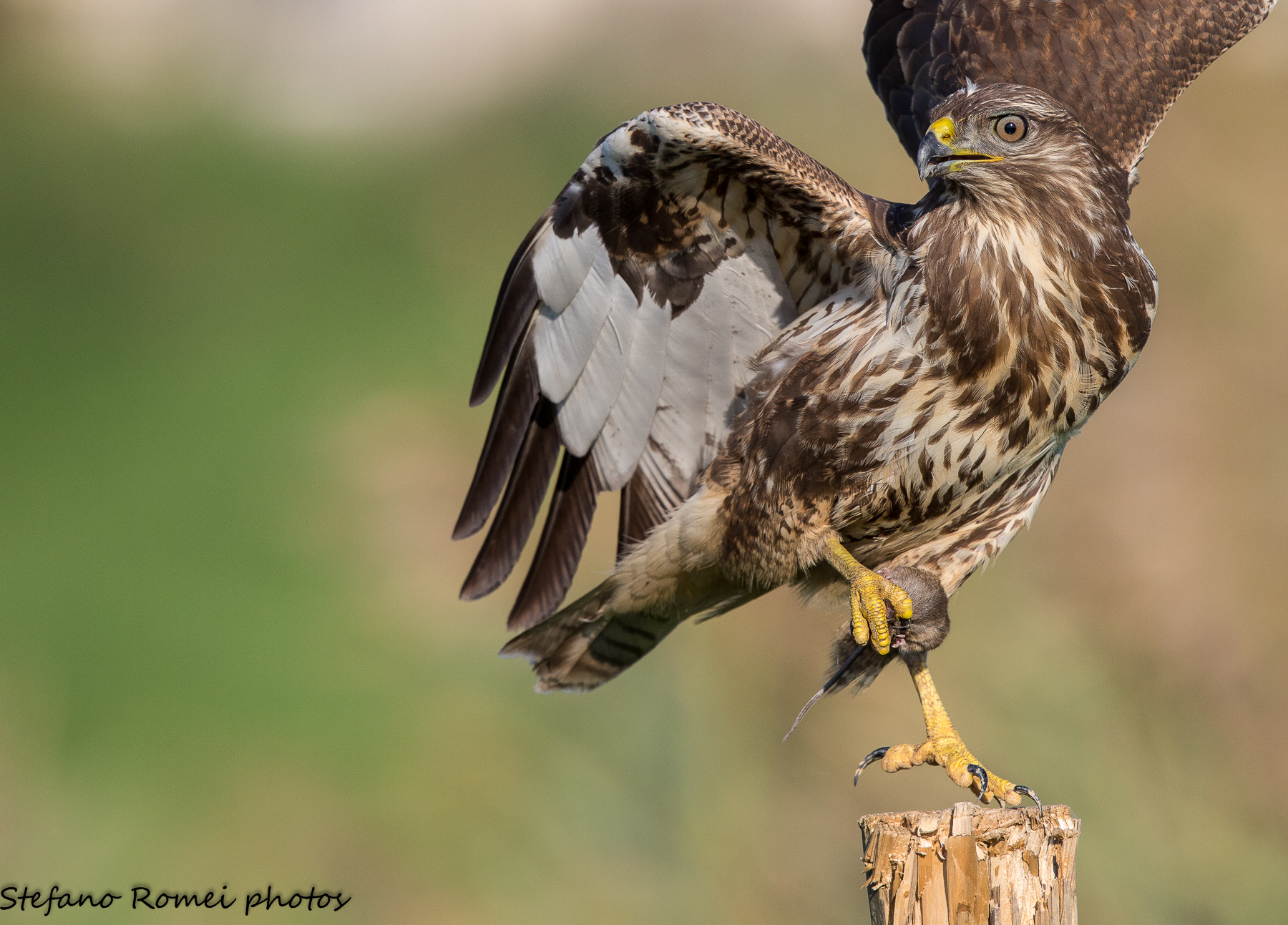 mò you spiumo ... nooo! ... that sphigaaaaa