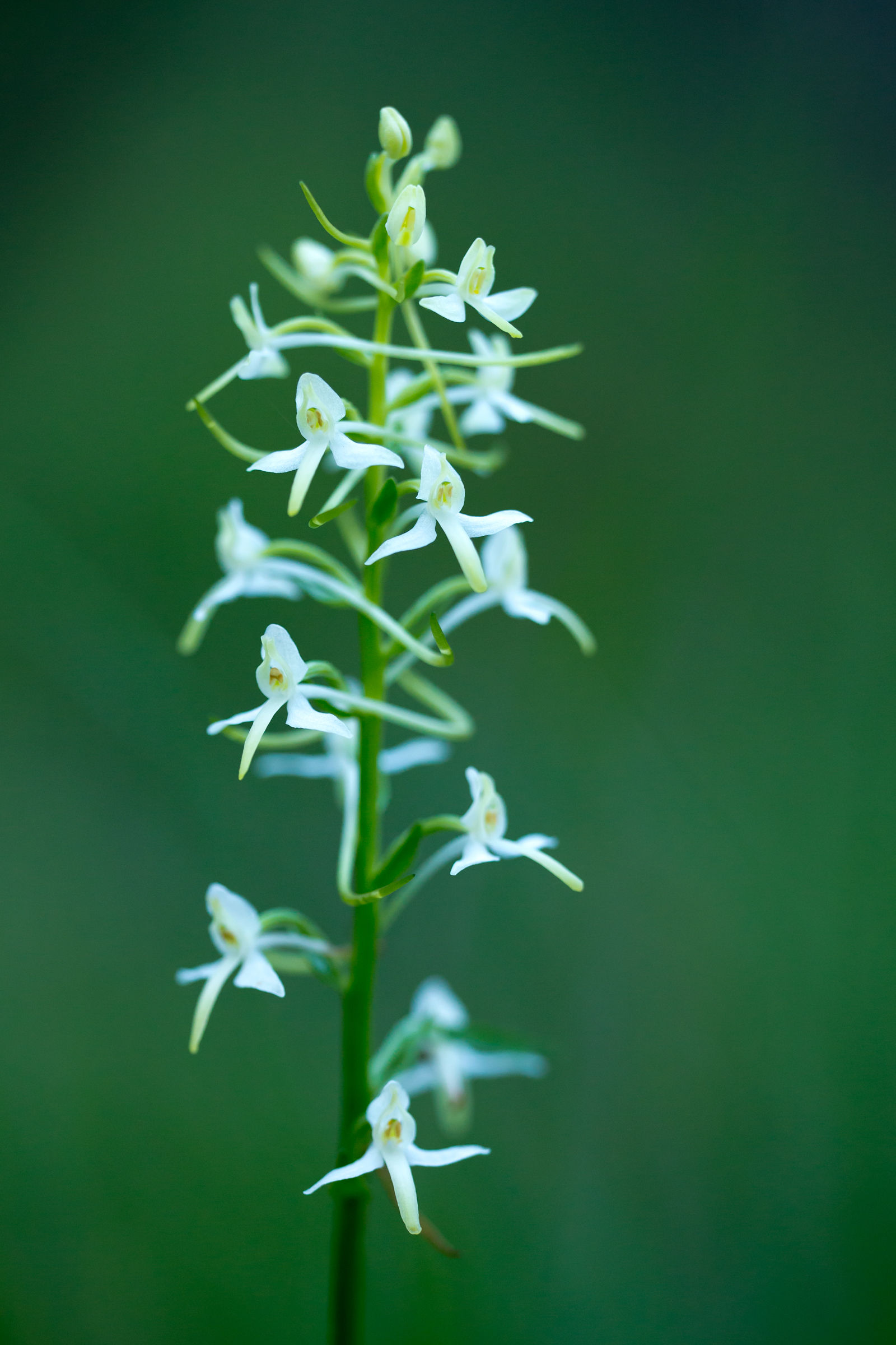 Platanthera chlorantha
