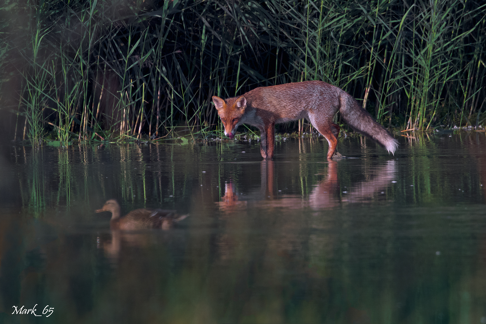 e' lontano.... ma ci provo...